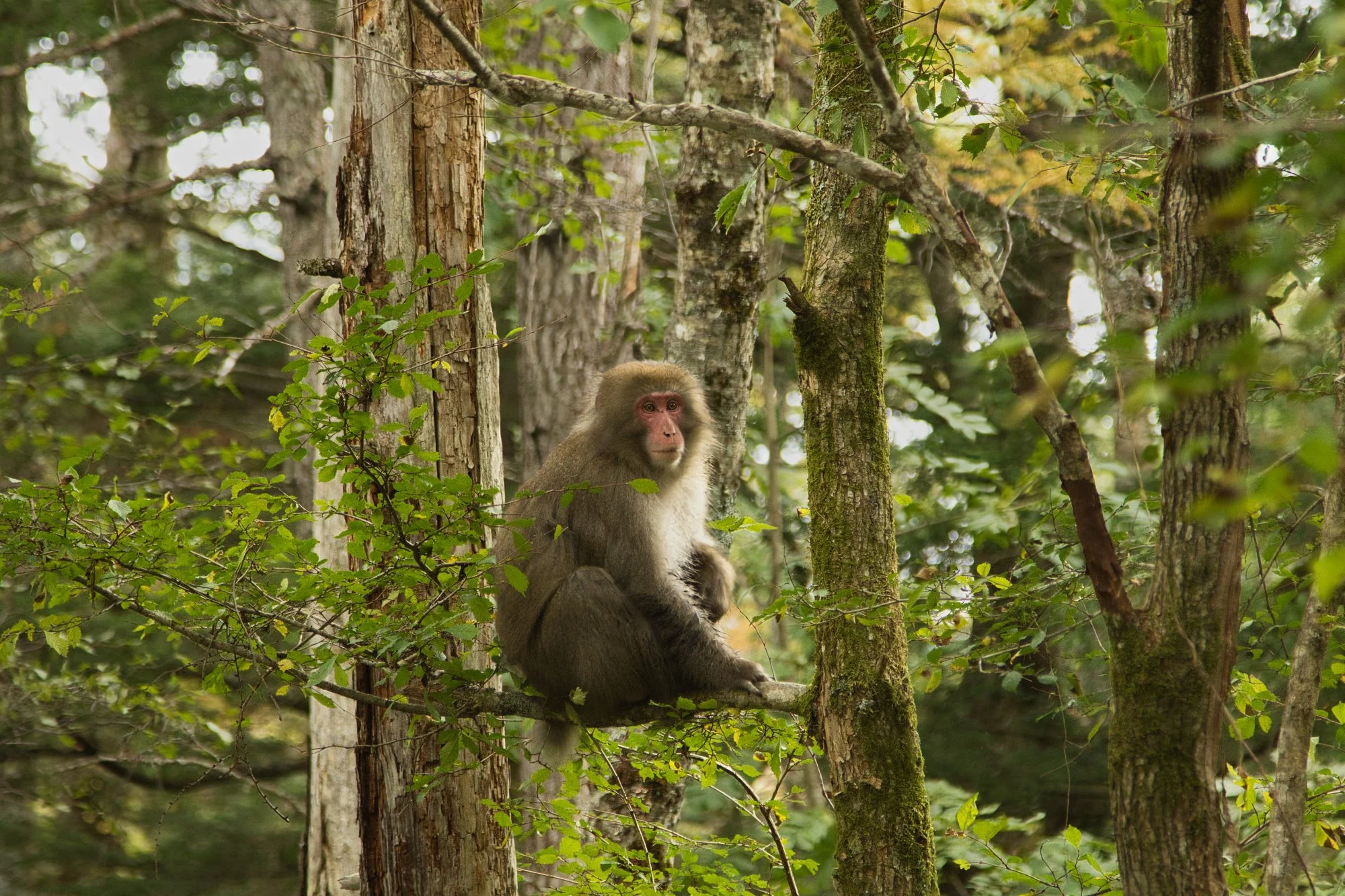 Nagano - Kamikochi wildlife (Japanese Macaque)
