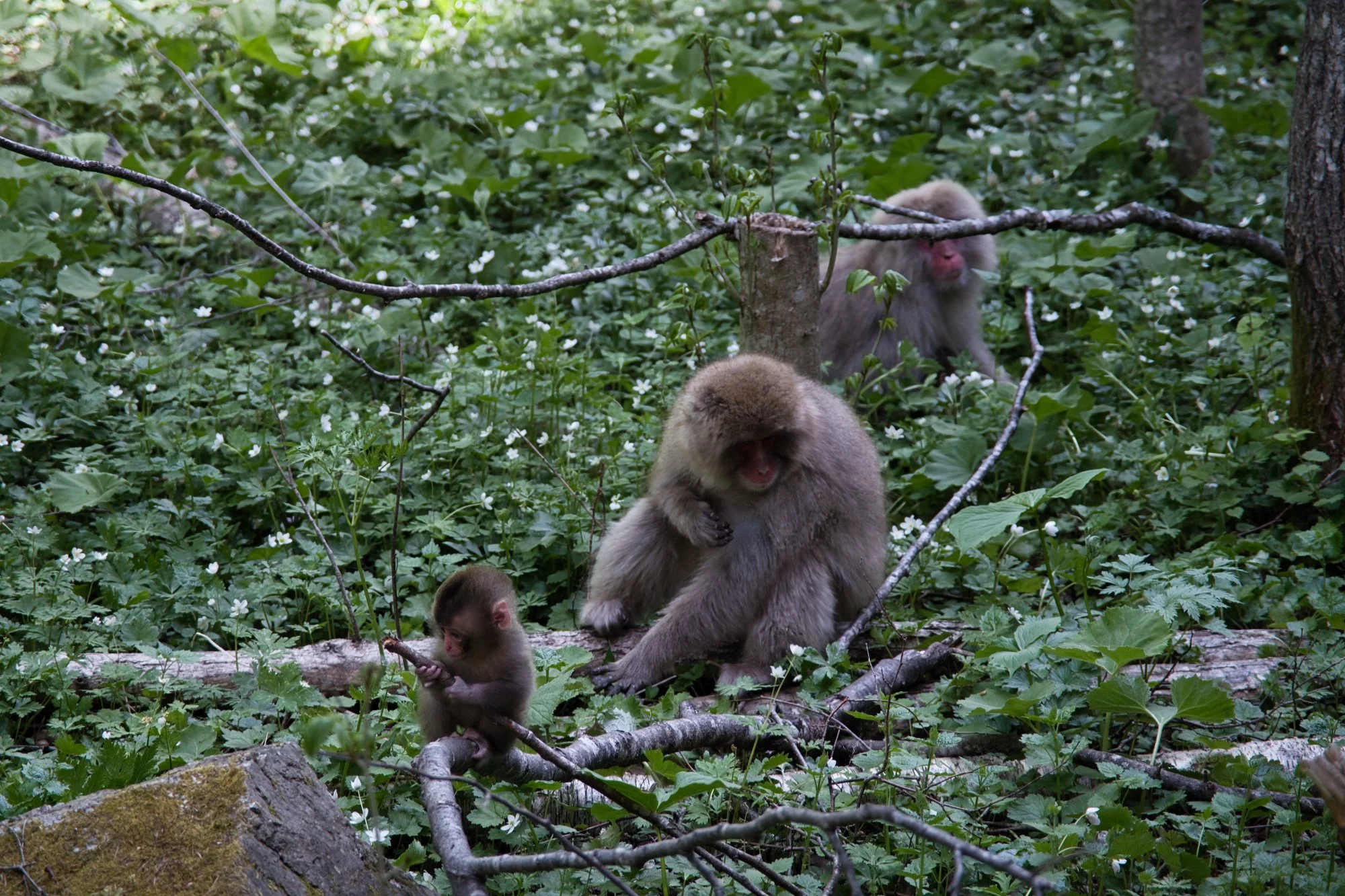 Nagano Japanese Macques in Kamikochi