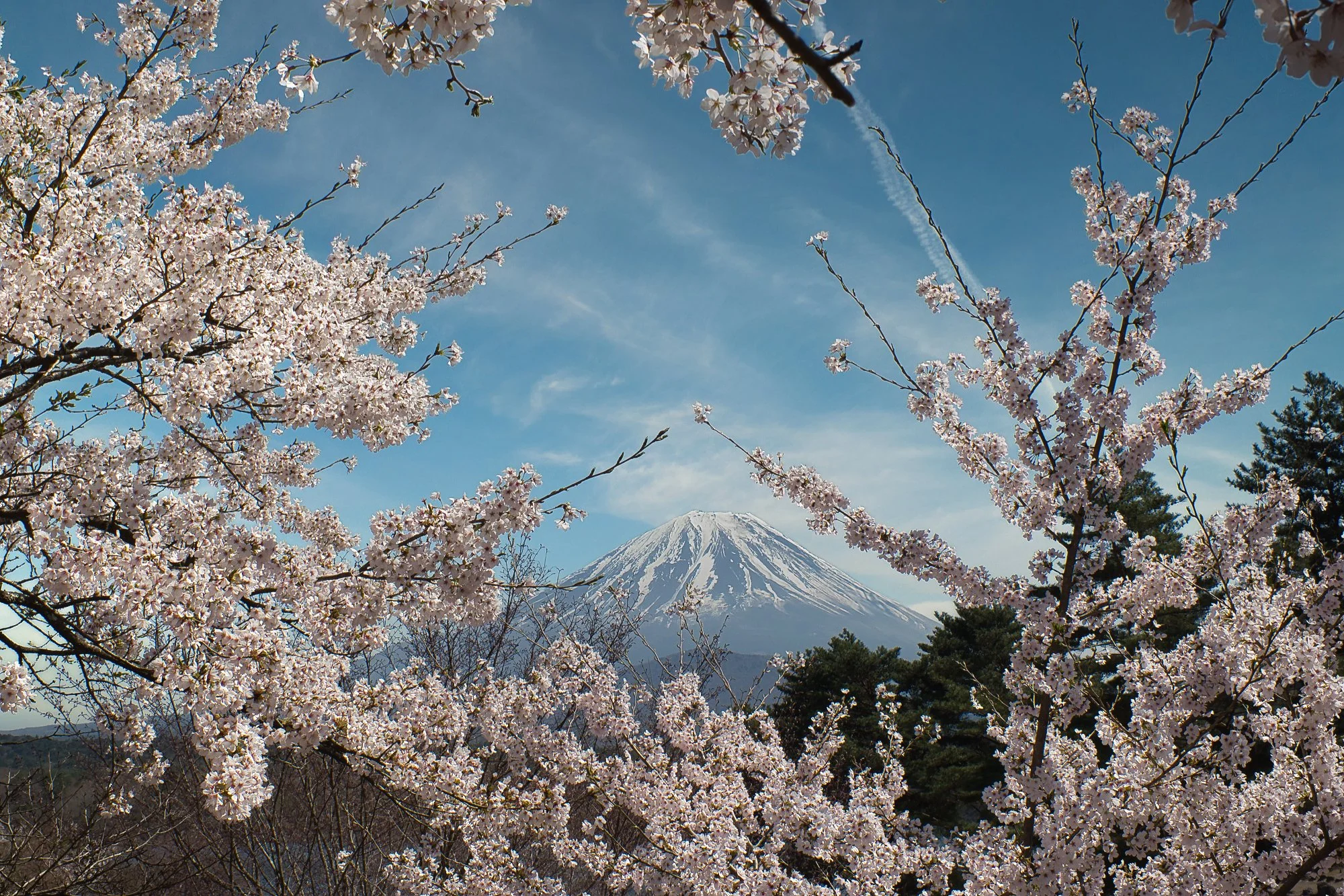 Yamanashi - Fuji framed by Sakura Blossoms