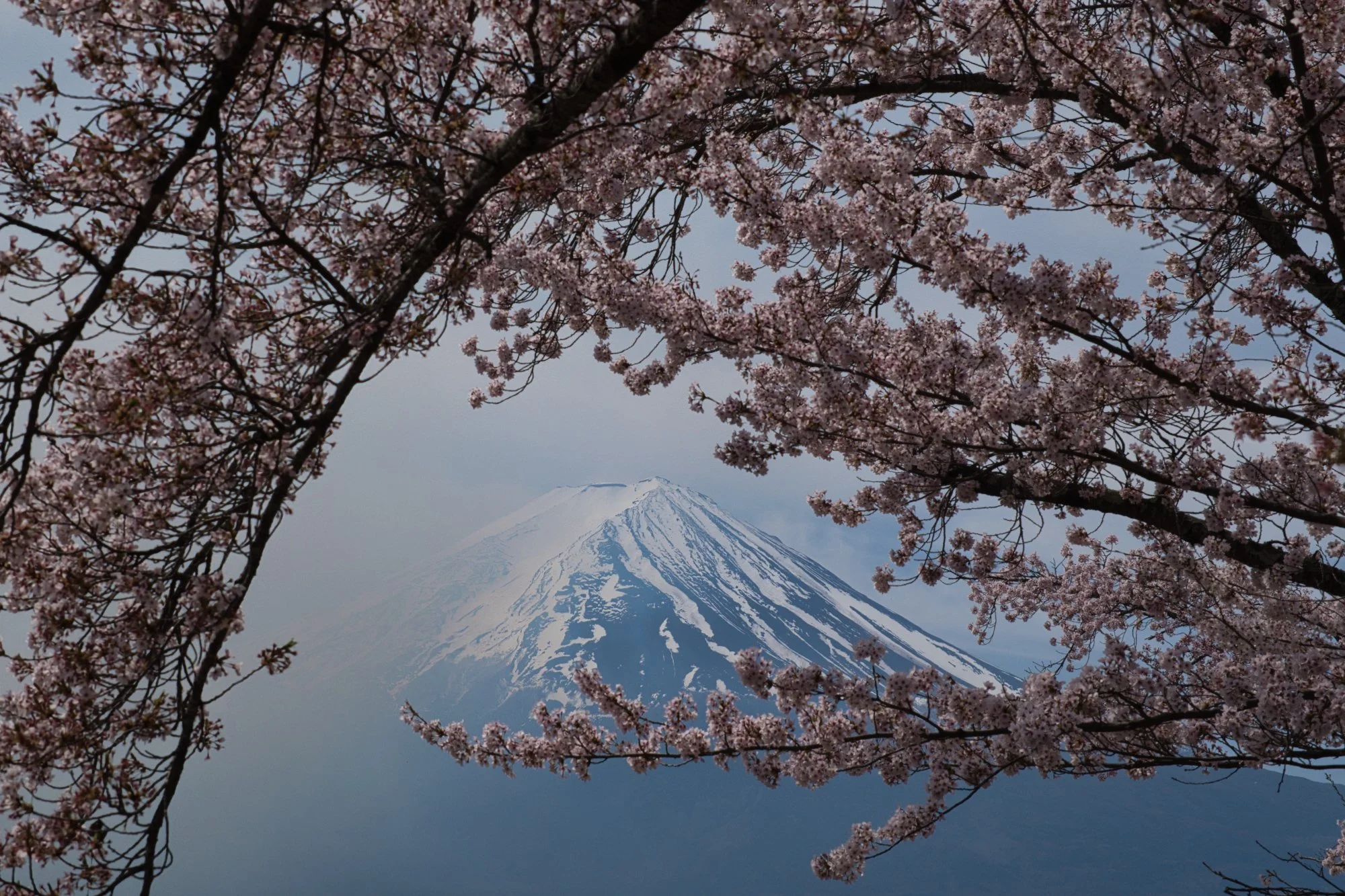 Yamanashi - Fuji-san through the branches