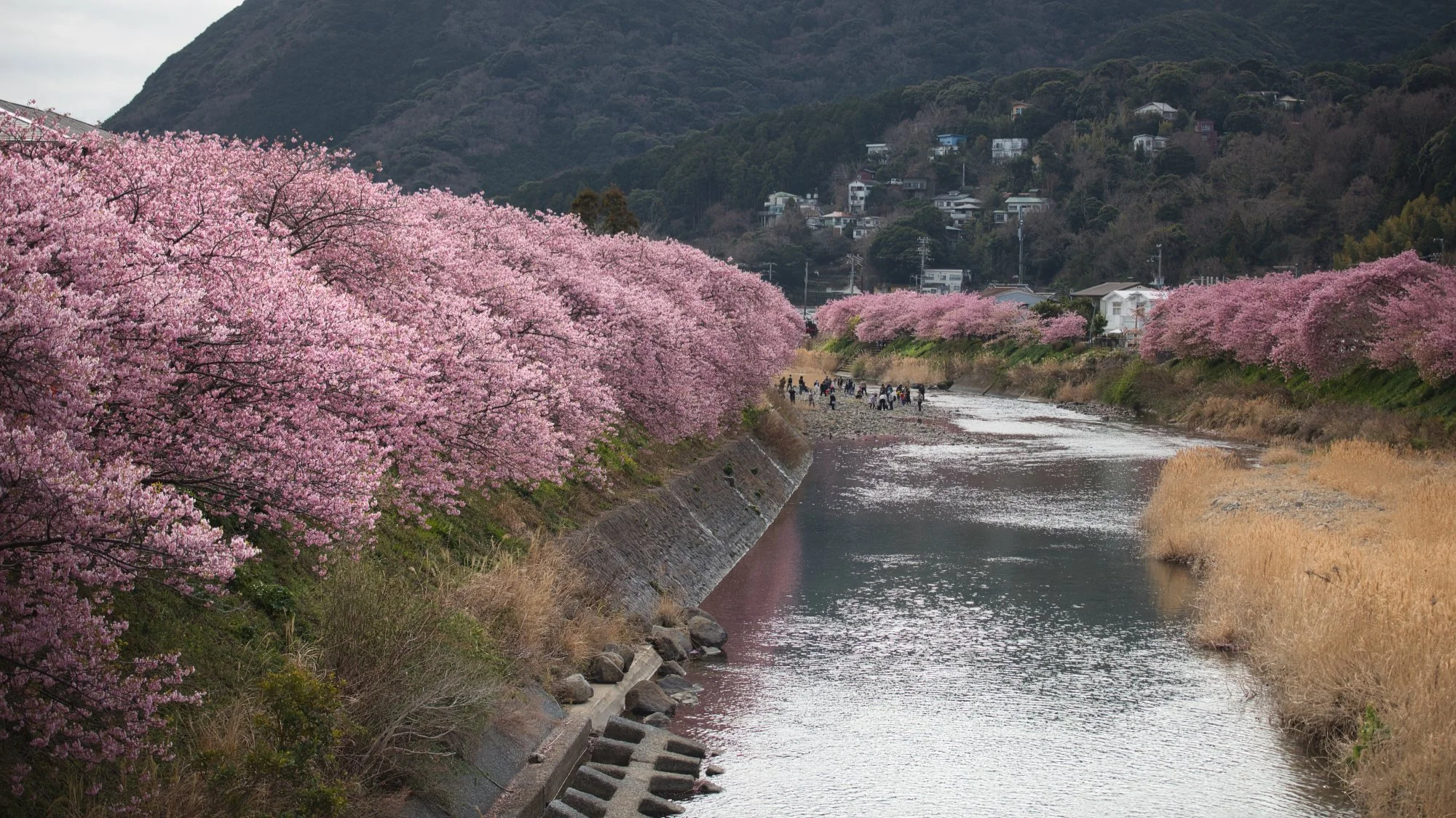 Shizuoka - Kawazu Sakura