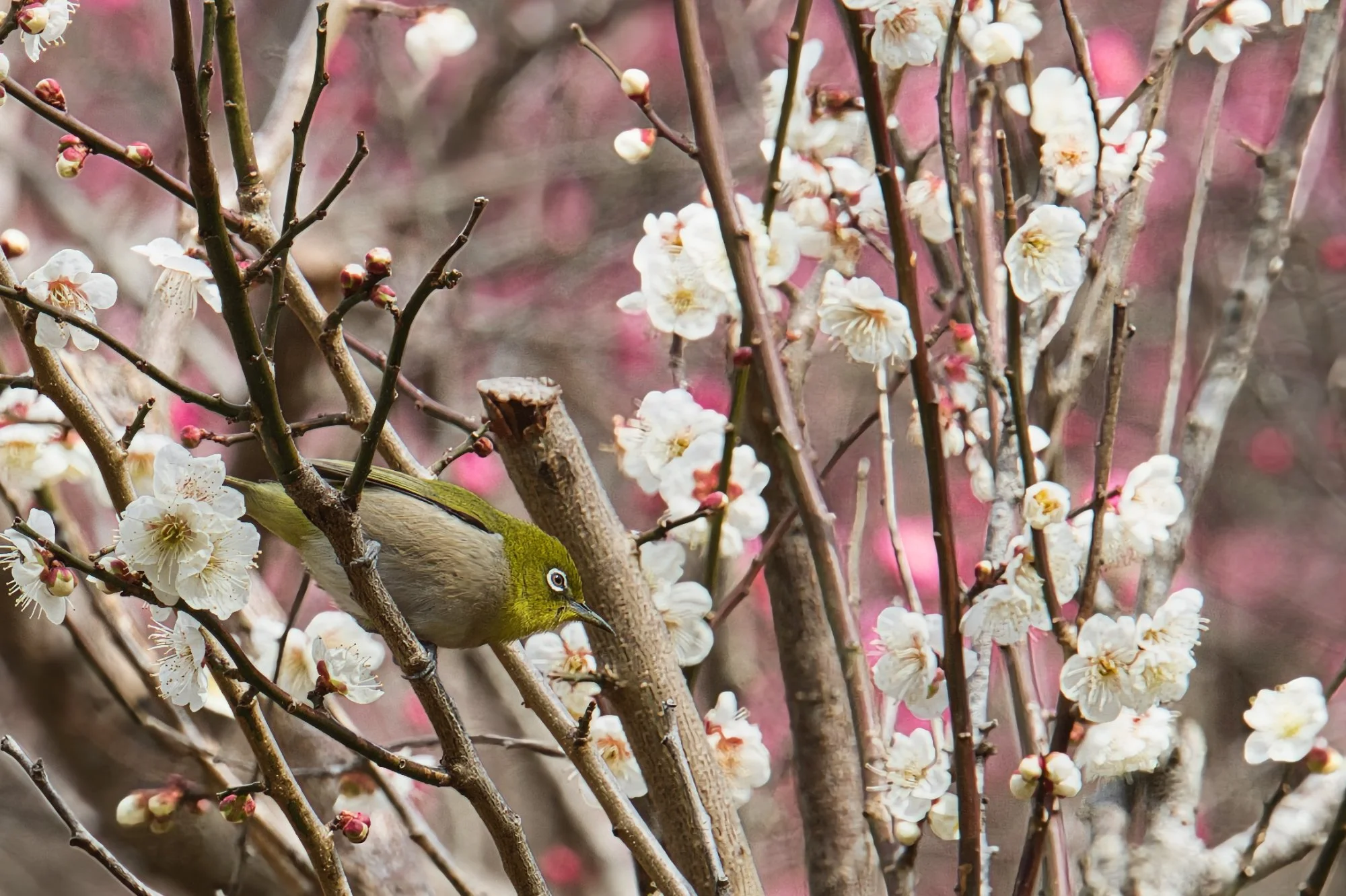 Kanagawa - Japanese White Eye Yugawara plum grove