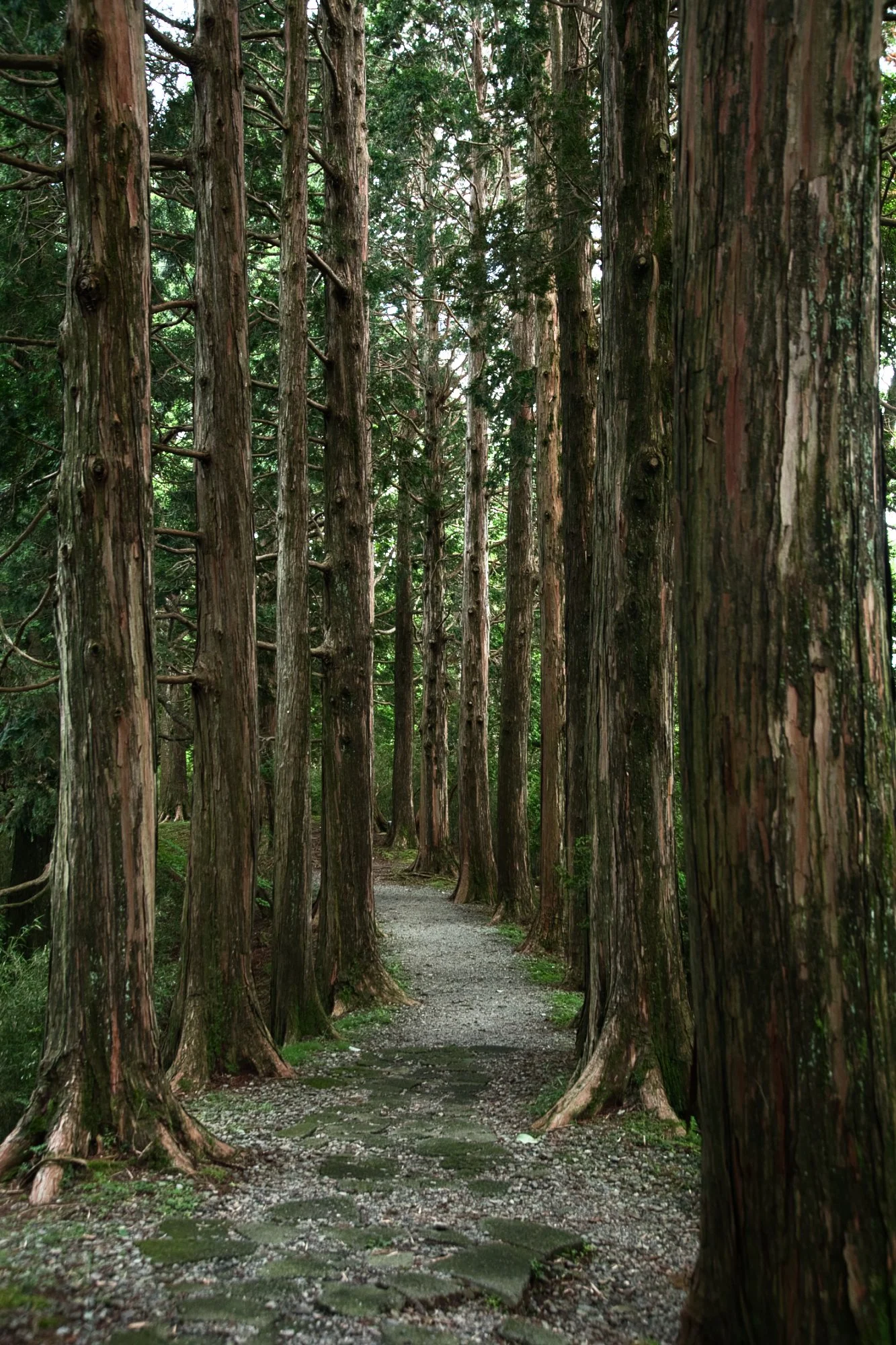Kanagawa - Cedar walk in Hakone