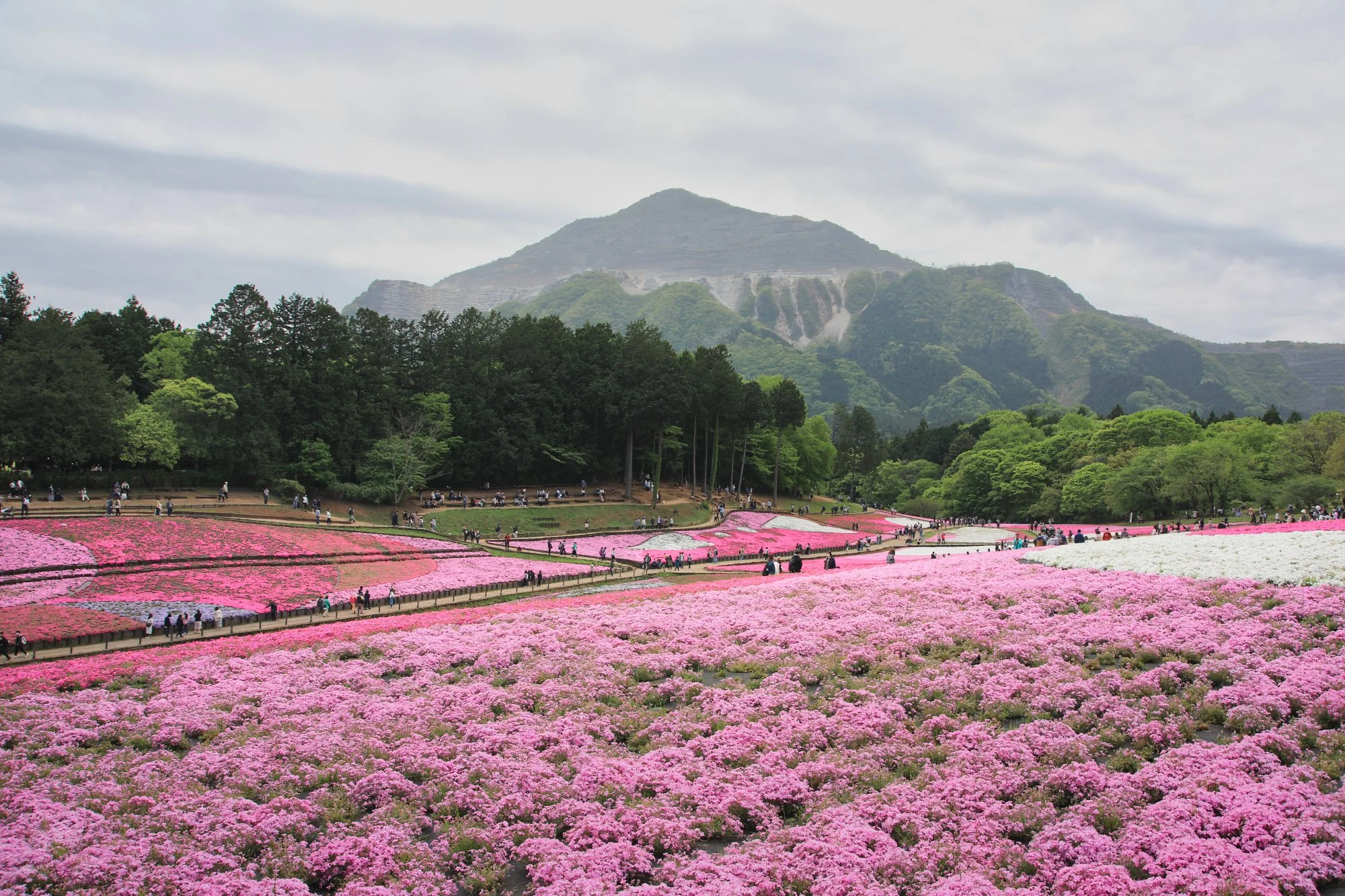 Saitama - Chichibu Shibazakura no Oka