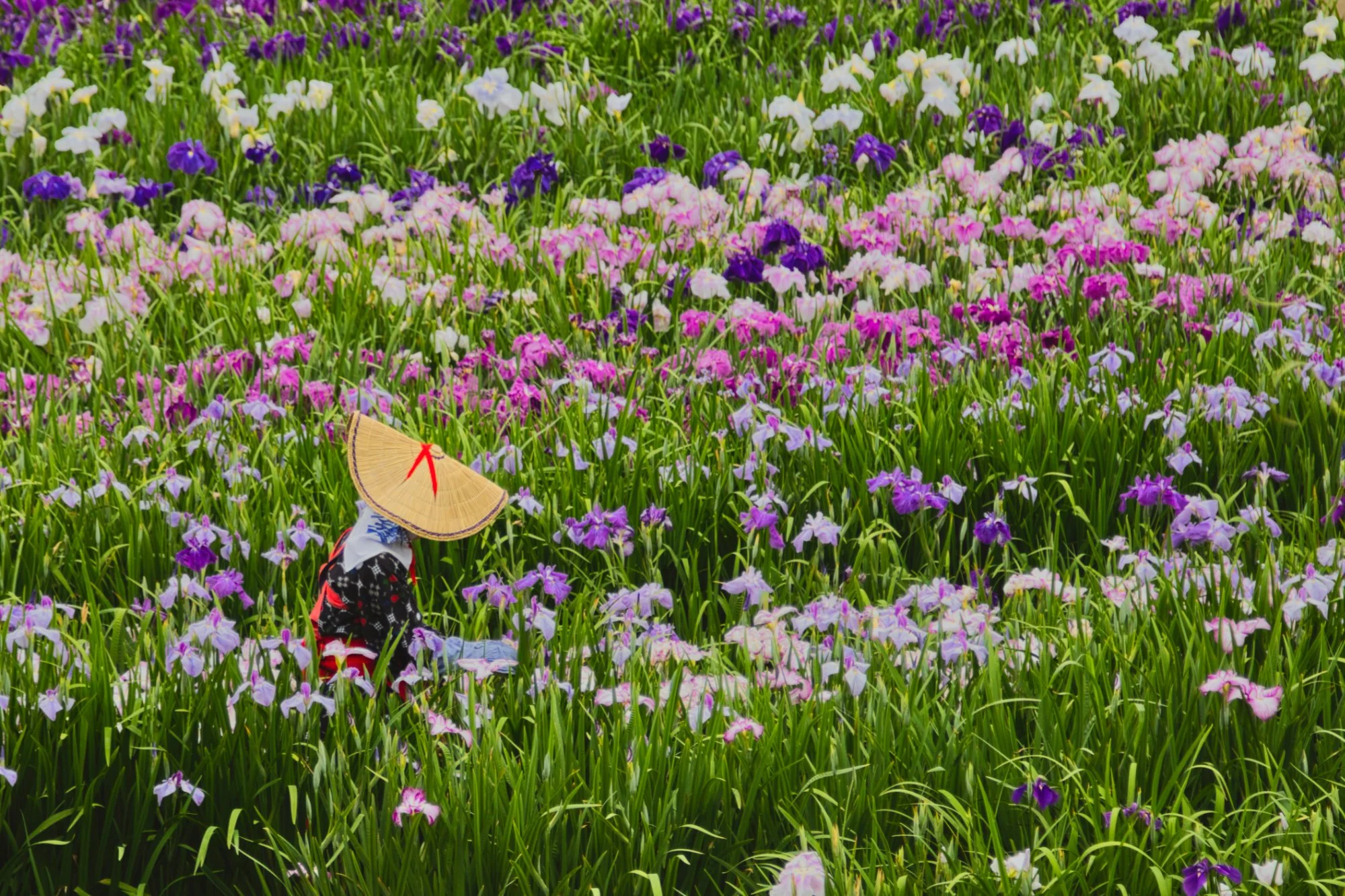 Kanagawa - Yokosuka Kousai Koen (Iris Garden)