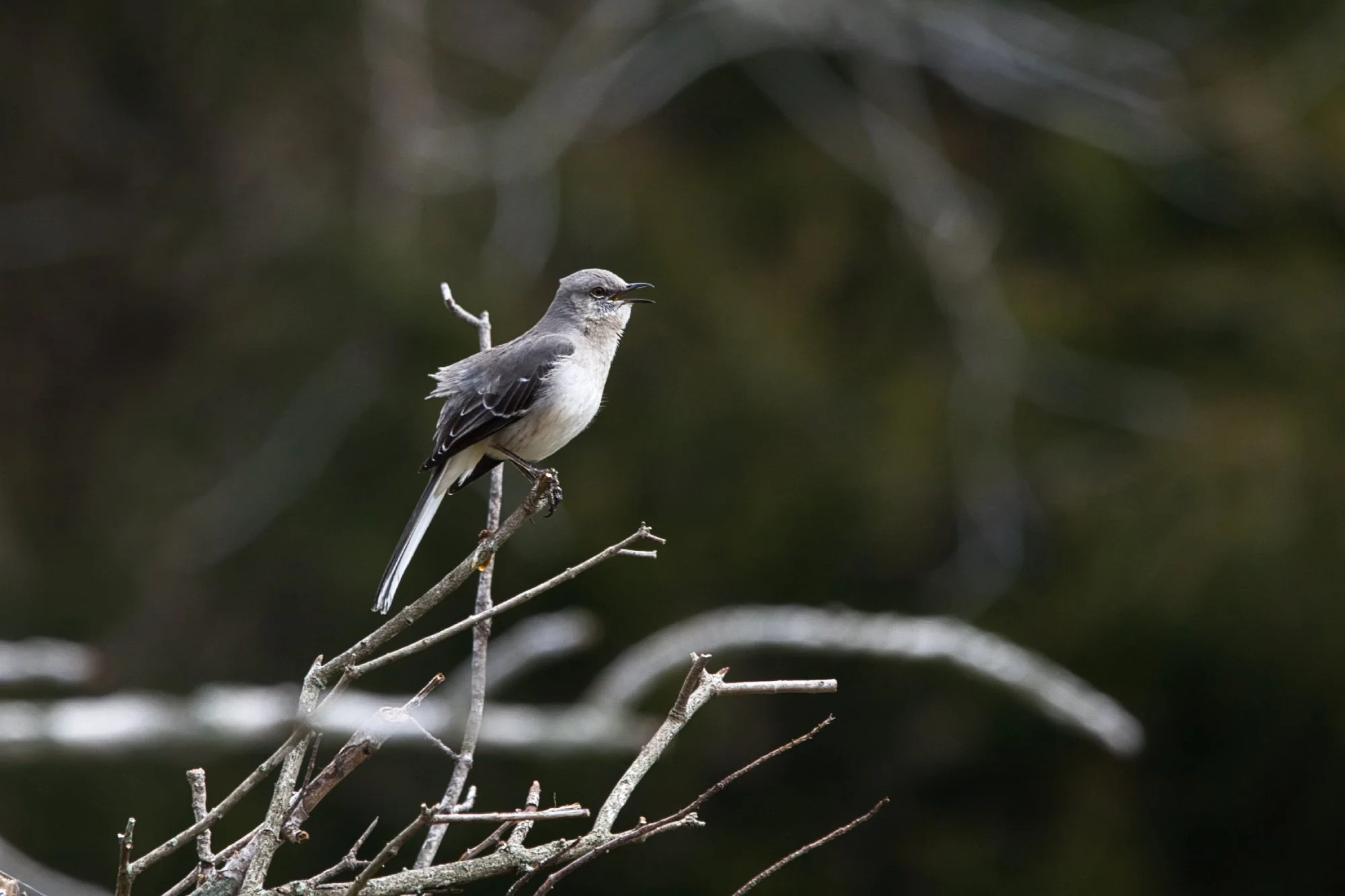Mocking bird on the Eastern Shore of Virginia