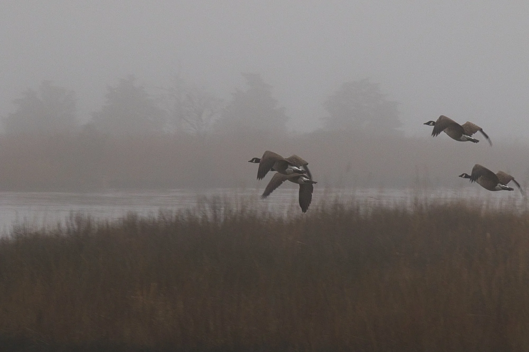 Foggy morning on the Eastern Shore of Virginia