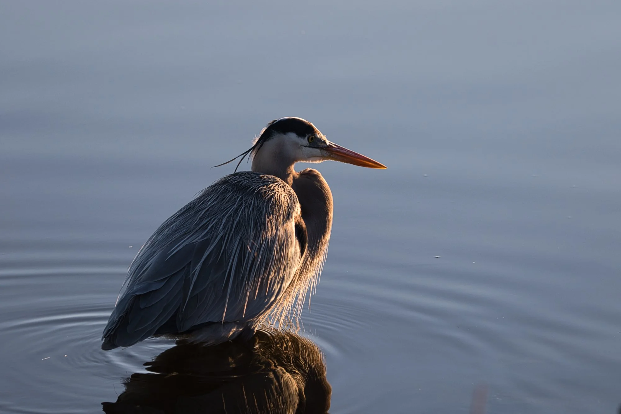 Gray Heron at Assateague Virginia