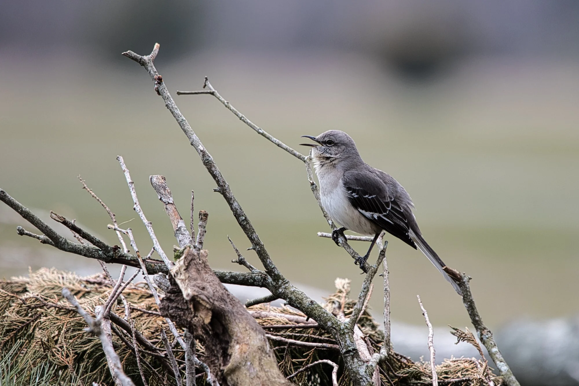 Mocking bird on the Eastern Shore of Virginia