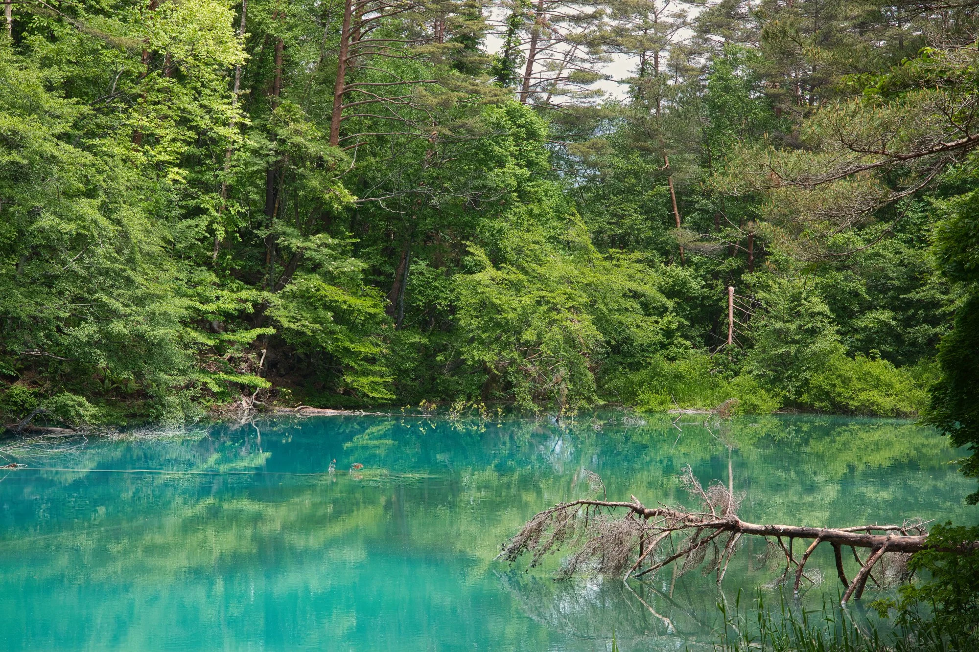 Fukushima - Goshikinuma Ponds
