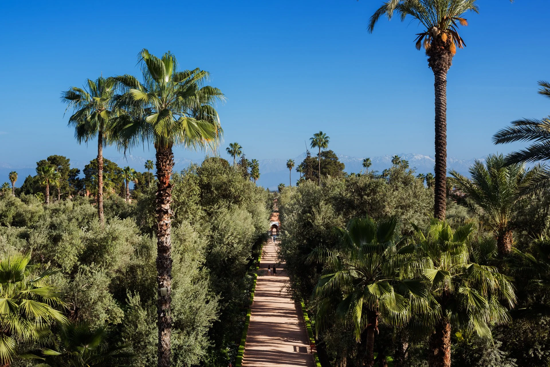 Palm-lined pathway with Atlas Mountains backdrop - luxury Marrakech riad grounds, Morocco Vistas