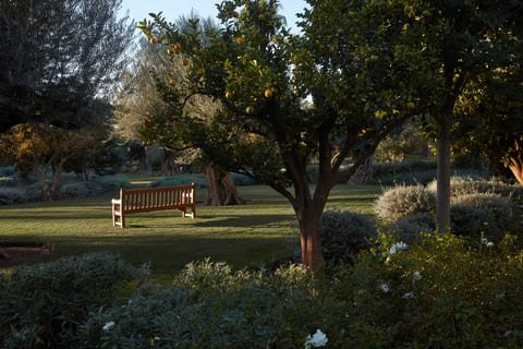 A park scene with a wooden bench under a fruit-bearing tree, surrounded by grass and bushes, during late afternoon.