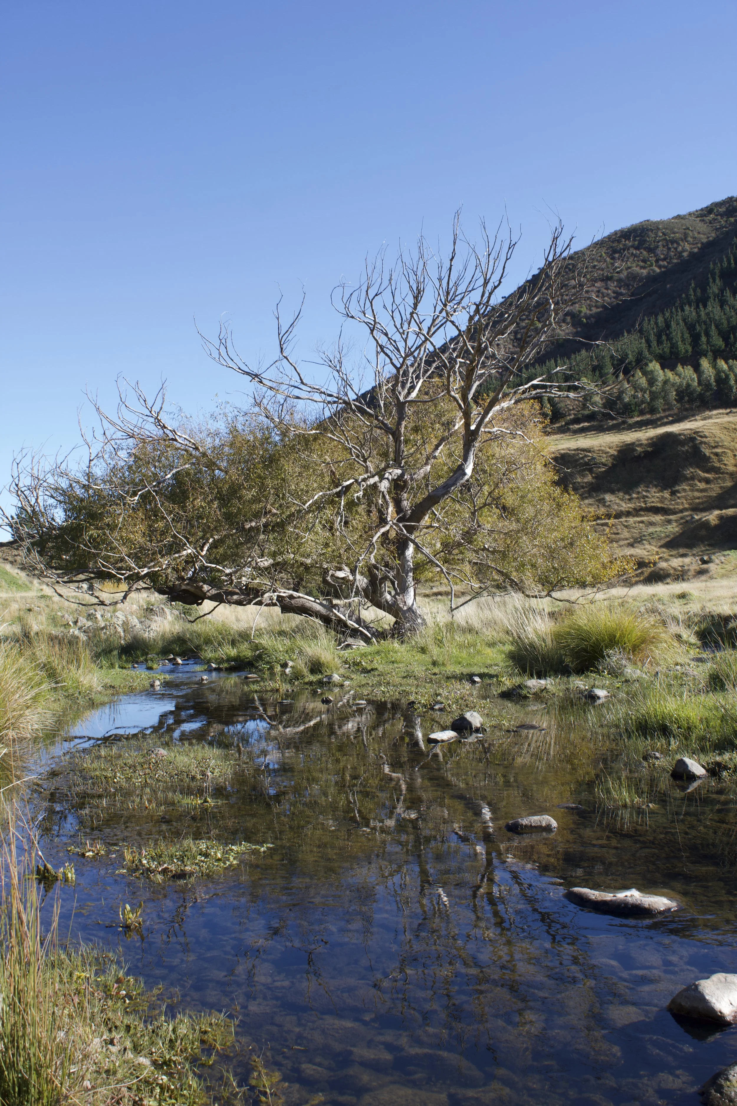 Old tree beside the Taylor River at Wildwood Estate