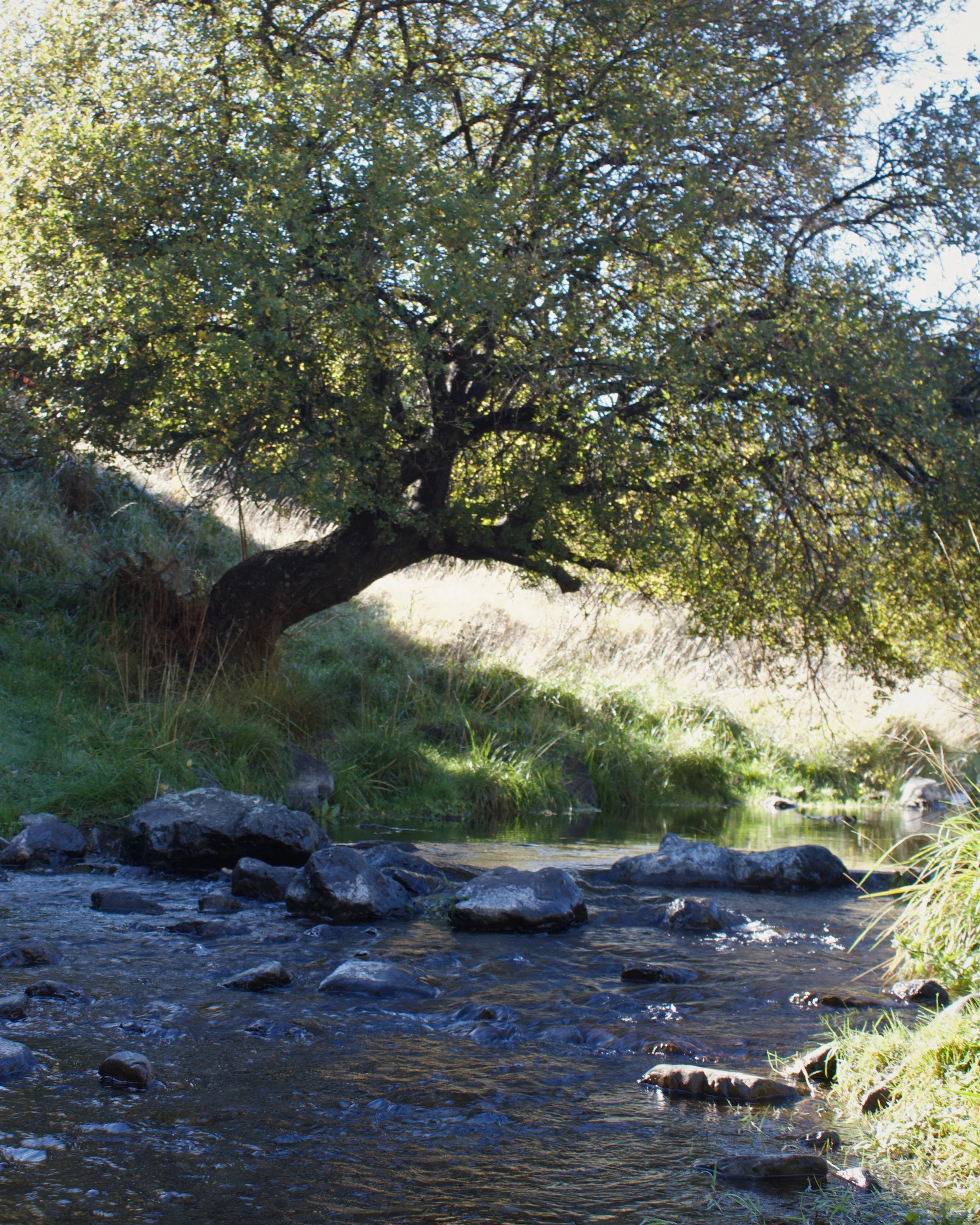 Large tree beside the Taylor River at Wildwood Estate