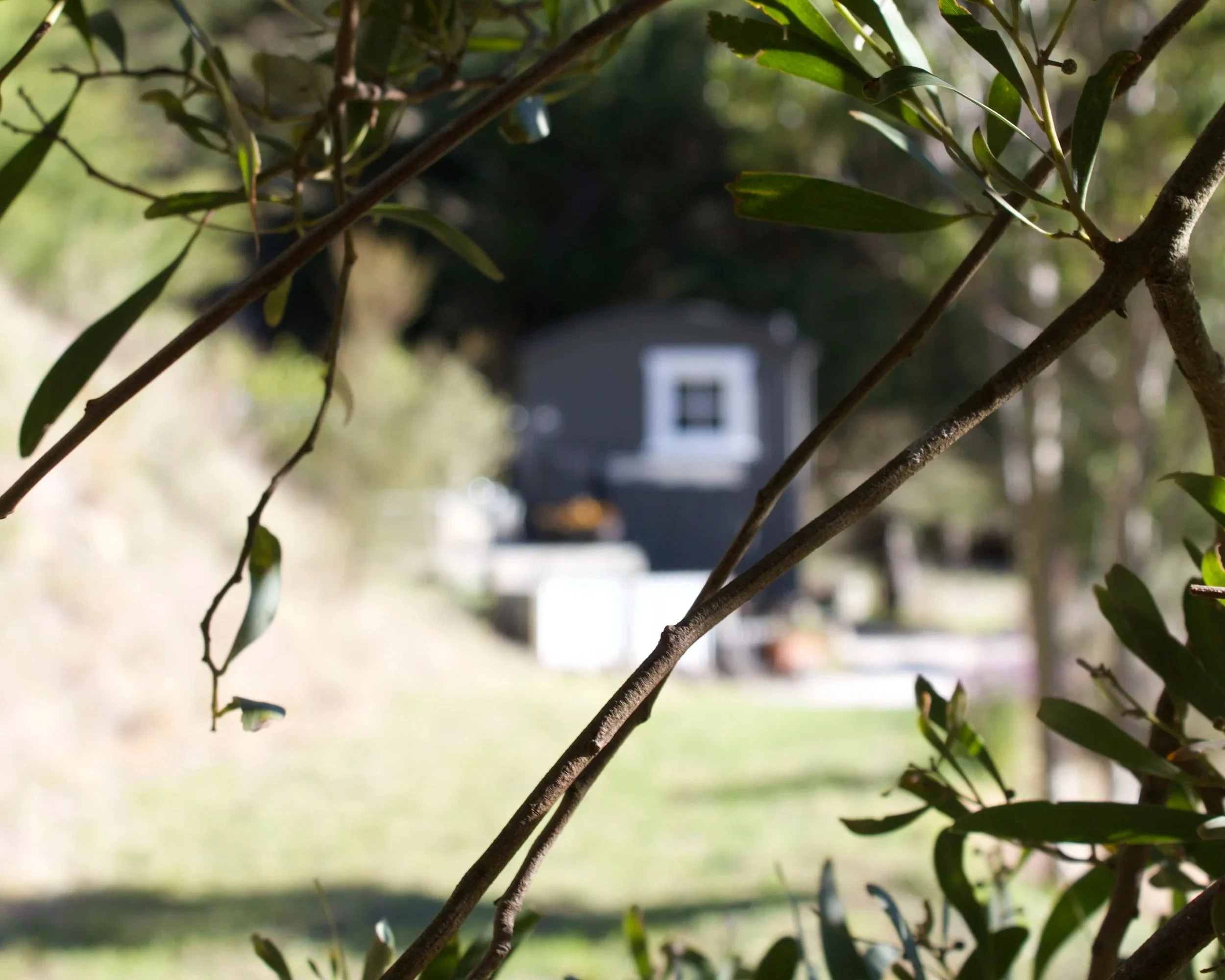 Wildwood Estate cabin glimpsed through leafy branches