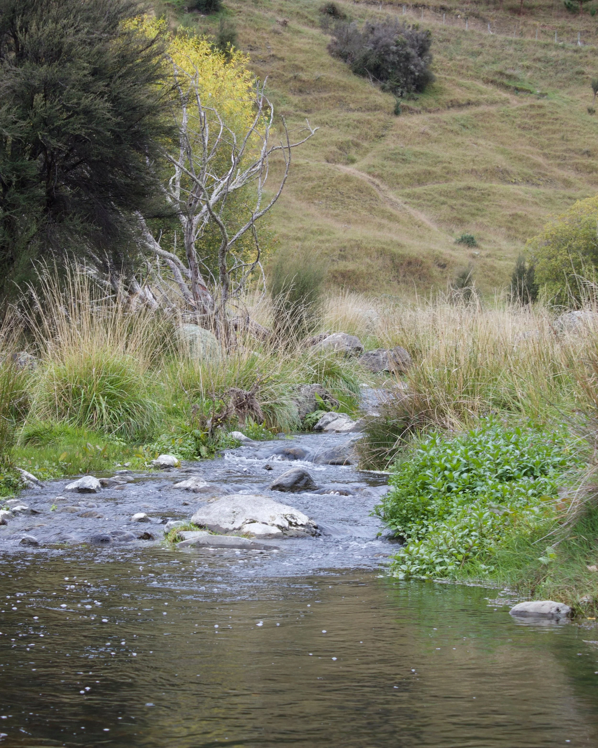 hallow creek winding through grass and native plants at Wildwood Estate
