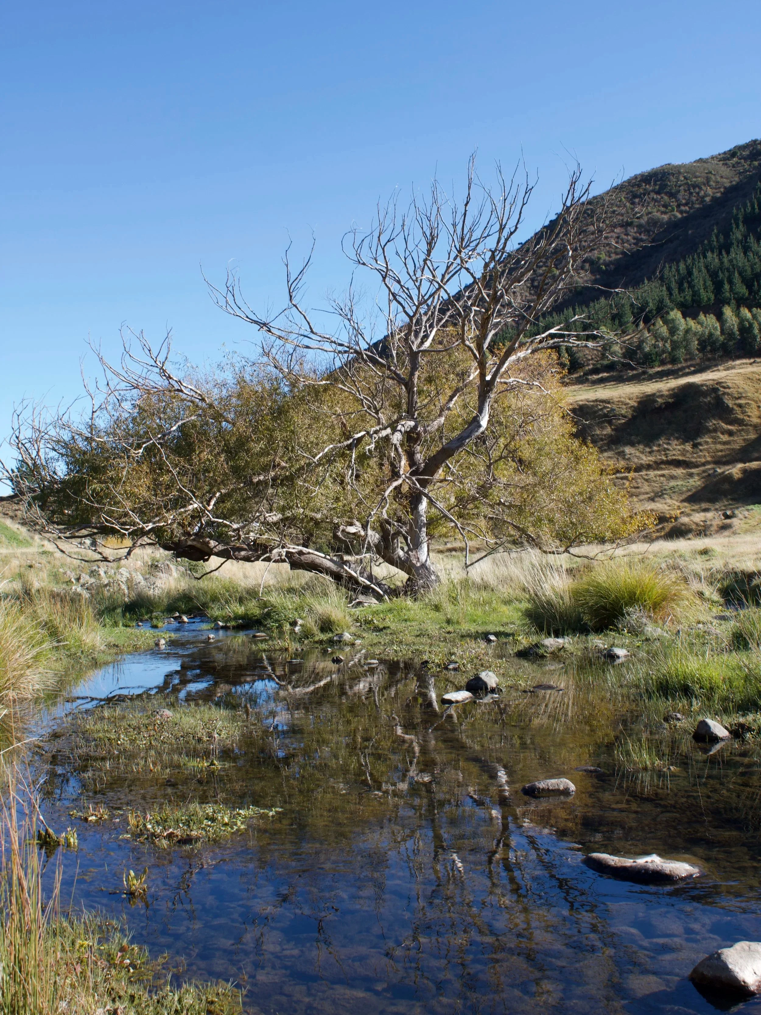 Old tree beside the Taylor River at Wildwood Estate