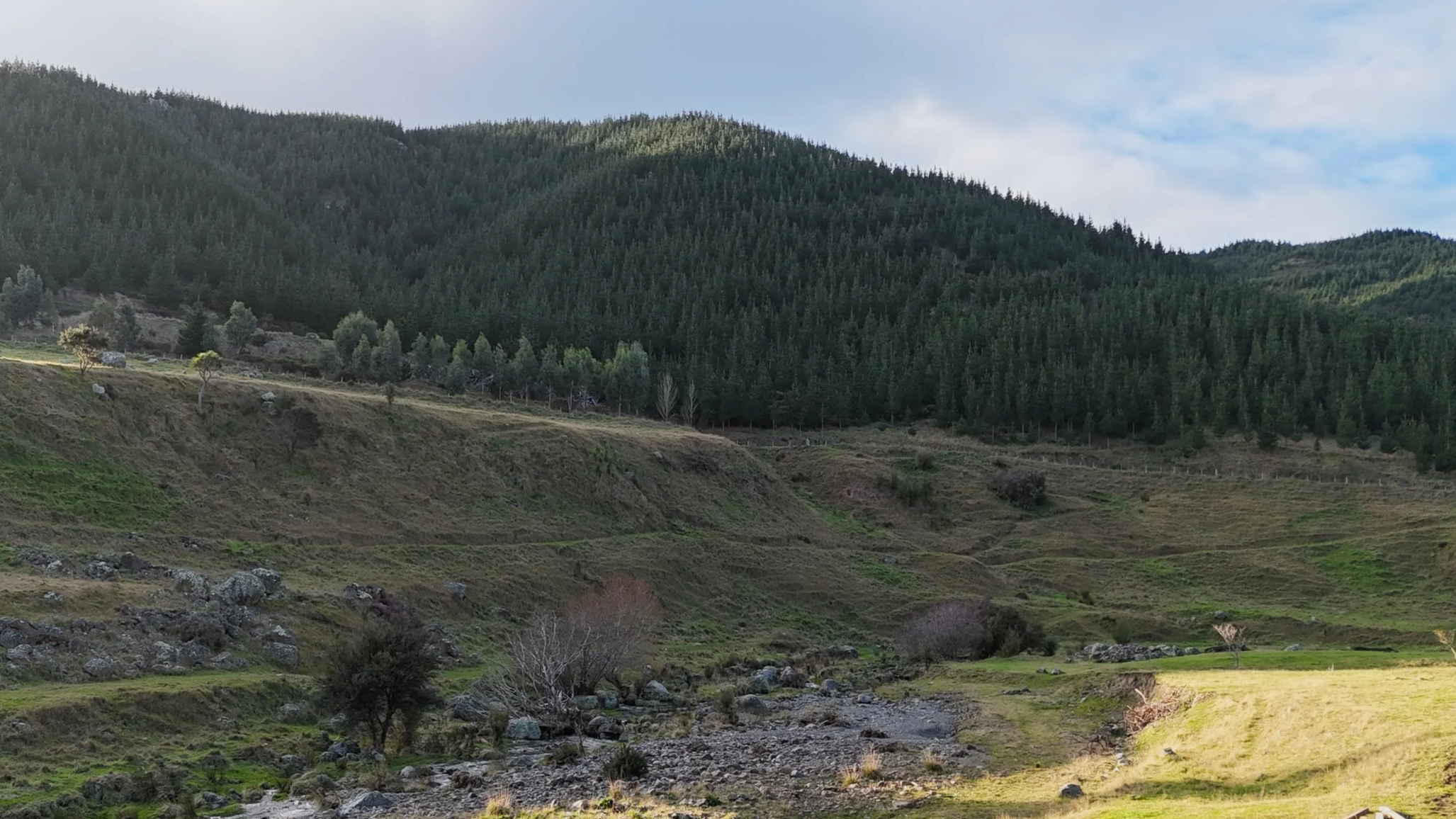 Pine-covered hills and open land surrounding Wildwood Estate