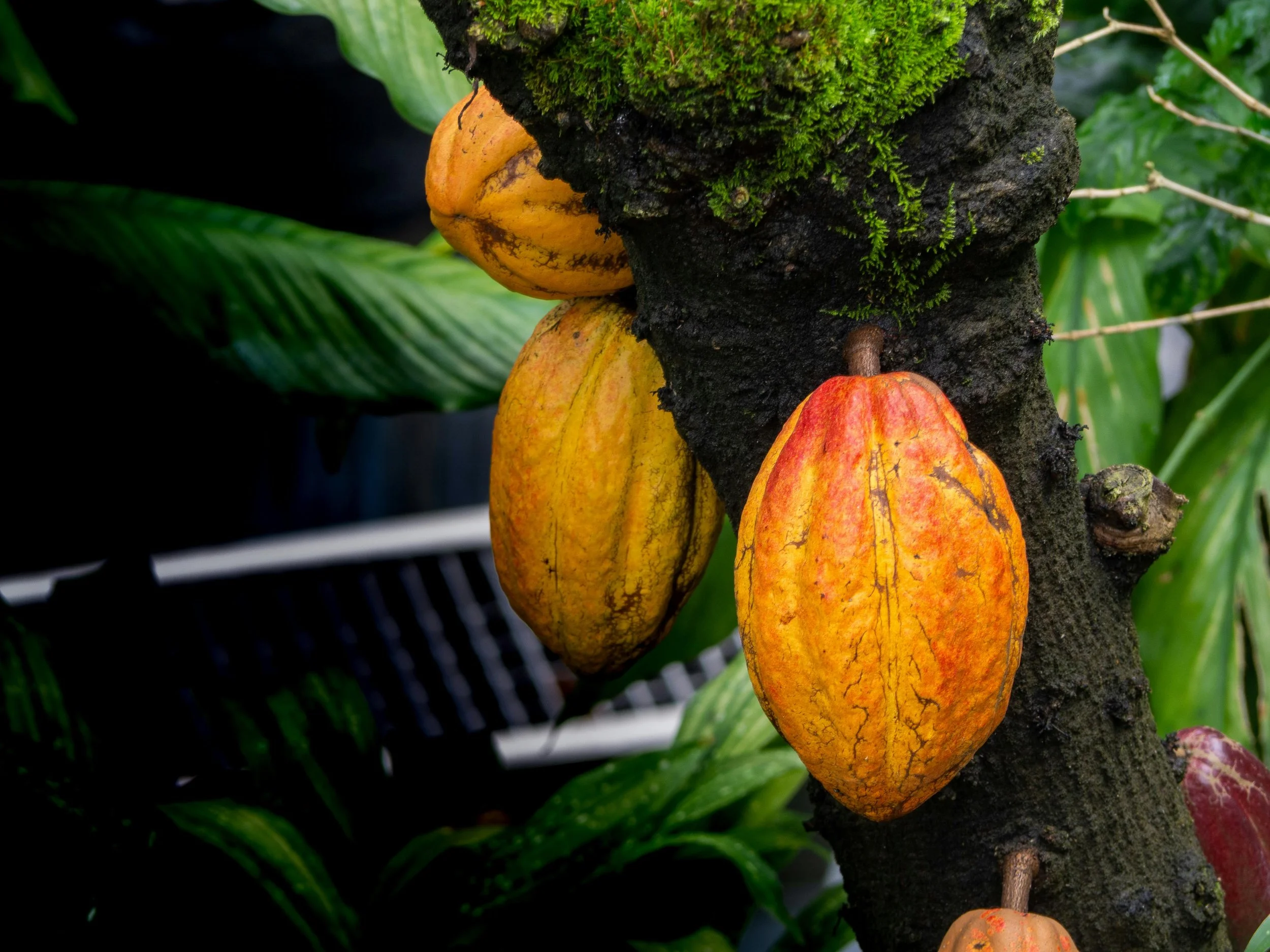 Close-up of a tree trunk with moss and several colorful cocoa fruits, surrounded by green leaves.