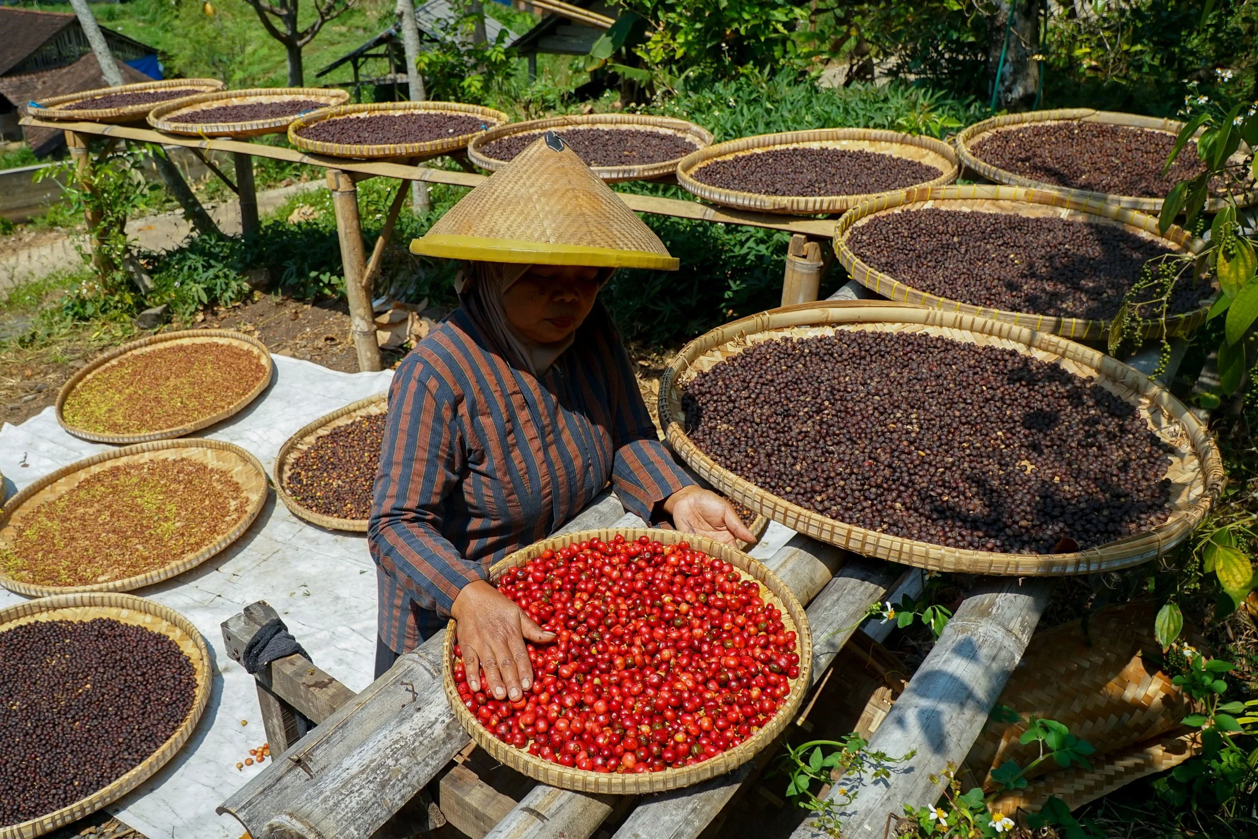 Green Coffee Exporter Indonesia: A Complete Guide for Coffee Roasters and Importers