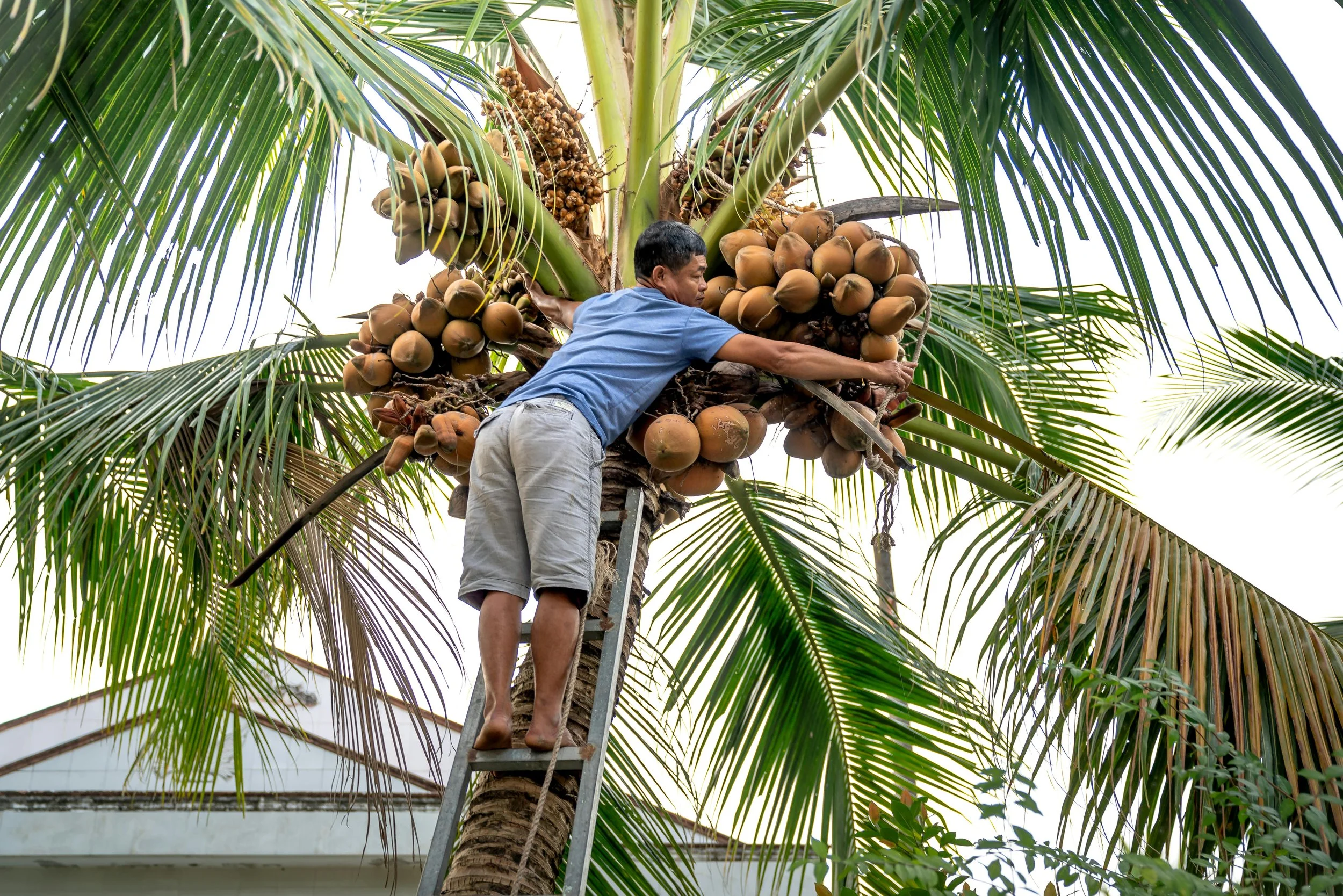 A man climbing a ladder on a coconut tree with clusters of coconuts and green leaves.