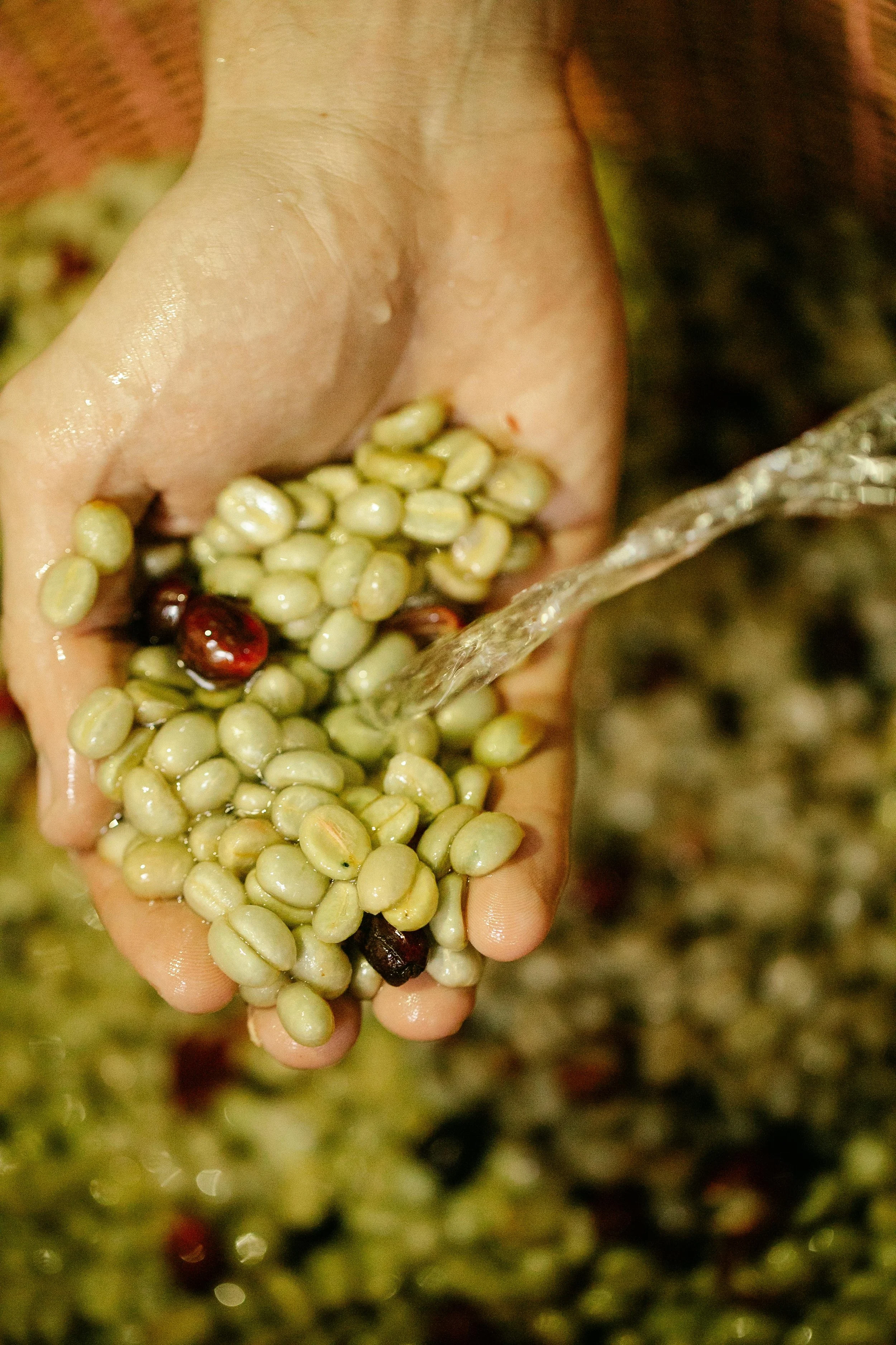 Close-up of a hand holding ripe coffee cherries being washed under running water in a bucket, with a blurred background of more cherries.