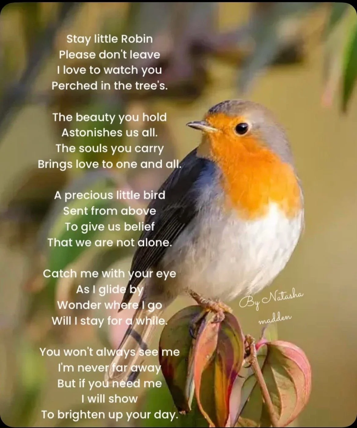 A photograph of a European robin perched on a branch, with a poem overlaid on the left side of the image. The poem is titled 'By Natasha Madden' and is written in white text. The background is blurred foliage with green and brown tones.