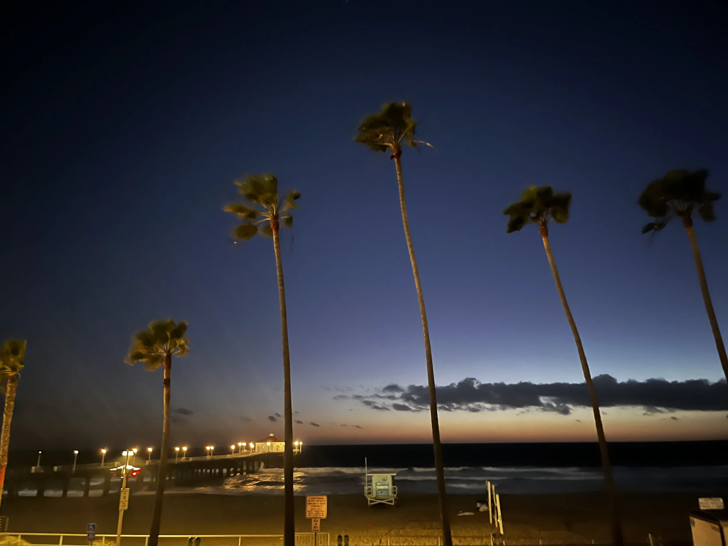 Palm trees along Manhattan Beach