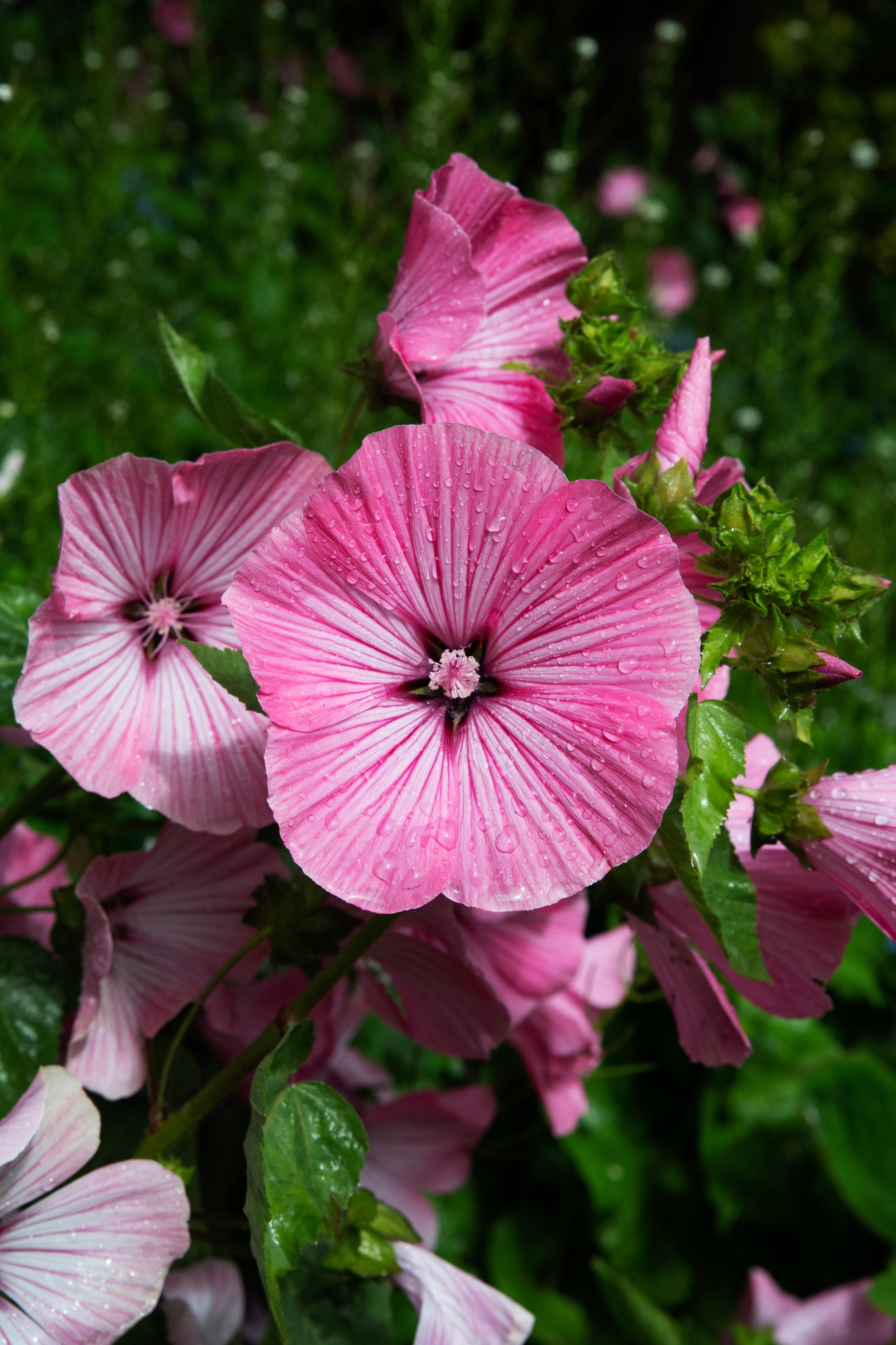 DSC_5091.jpg