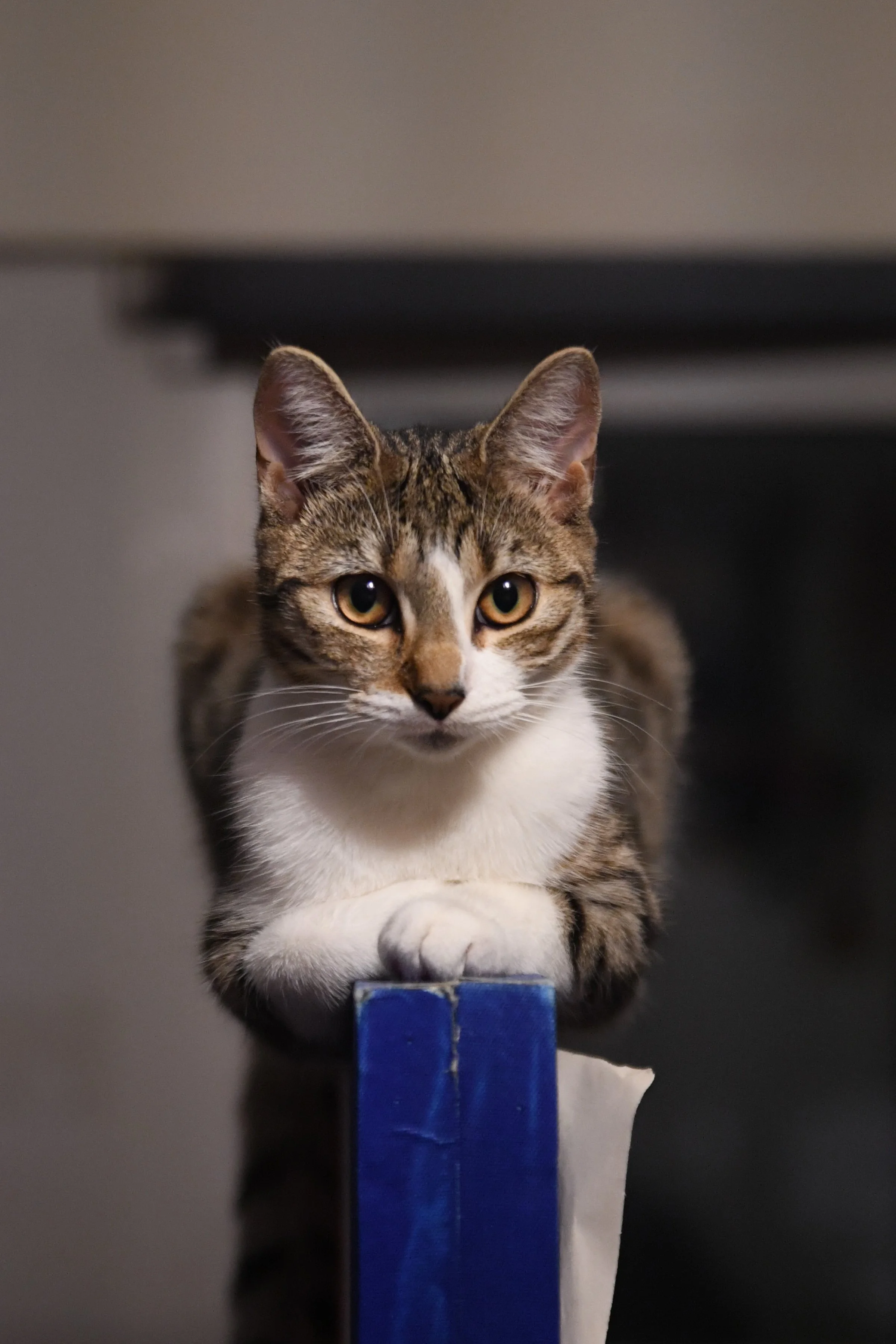 DSC_4721.jpg