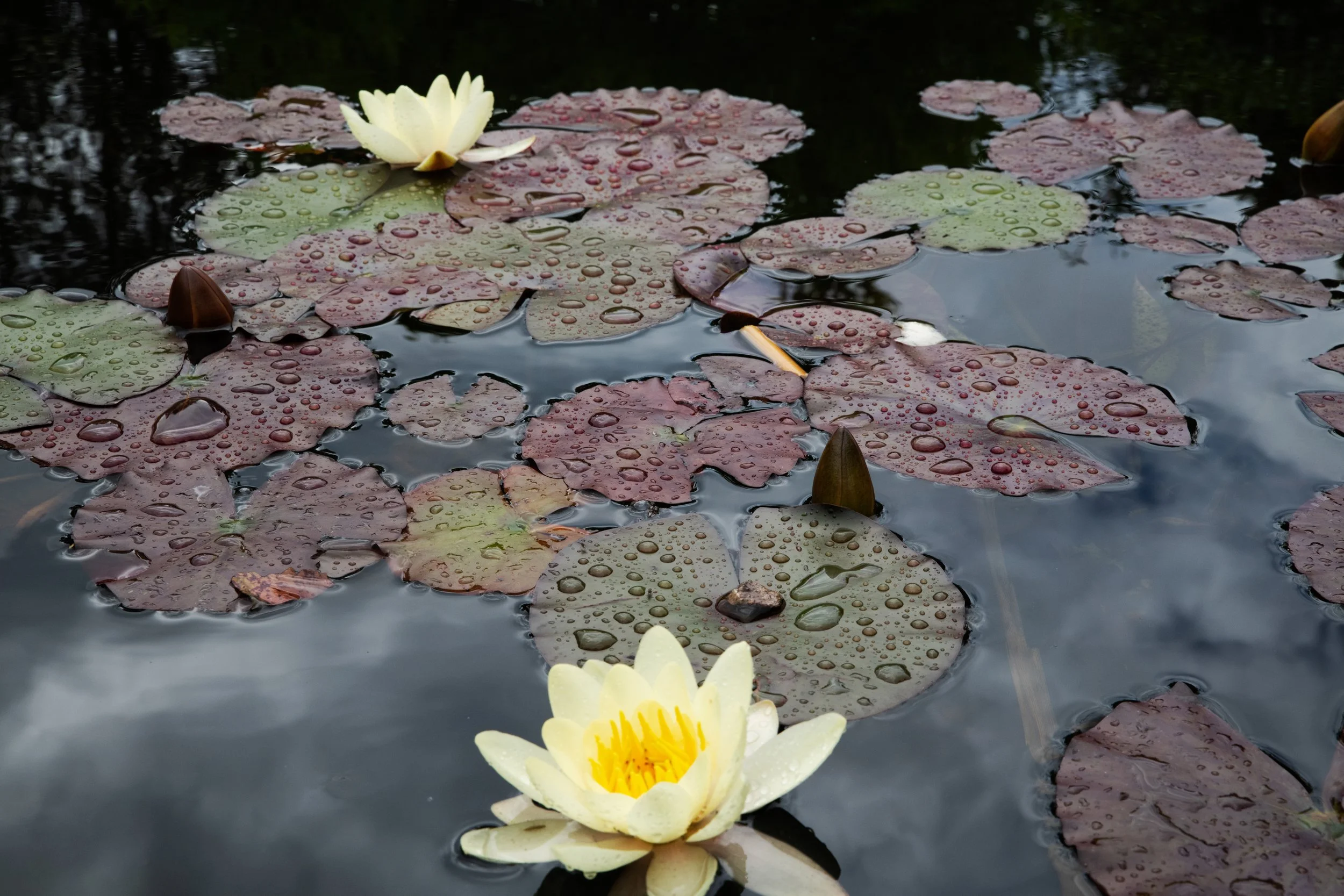 DSC_5083.jpg