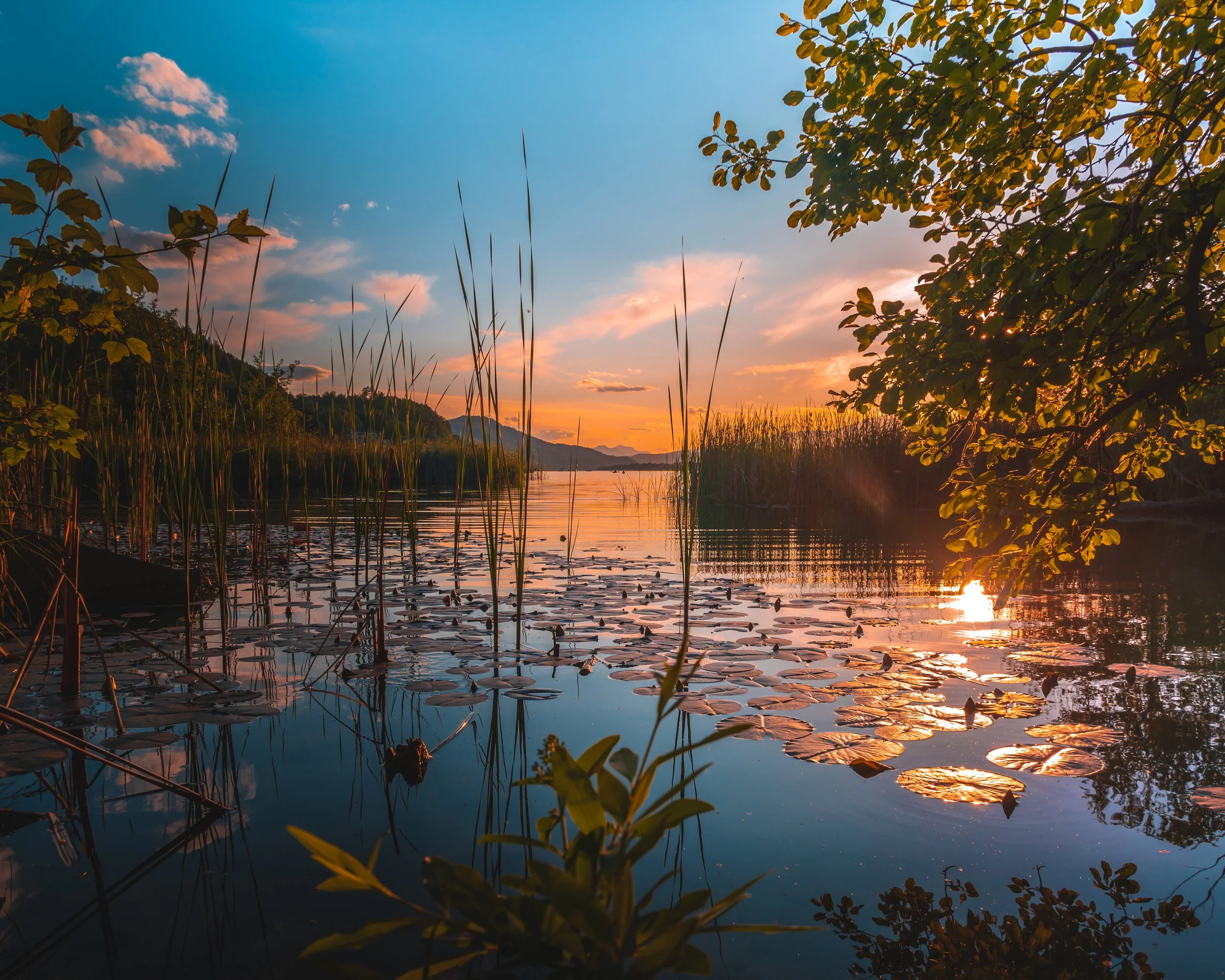 Ein Sonnenuntergang über einem ruhigen Fluss, umgeben von grünen Bäumen und Wasserpflanzen.