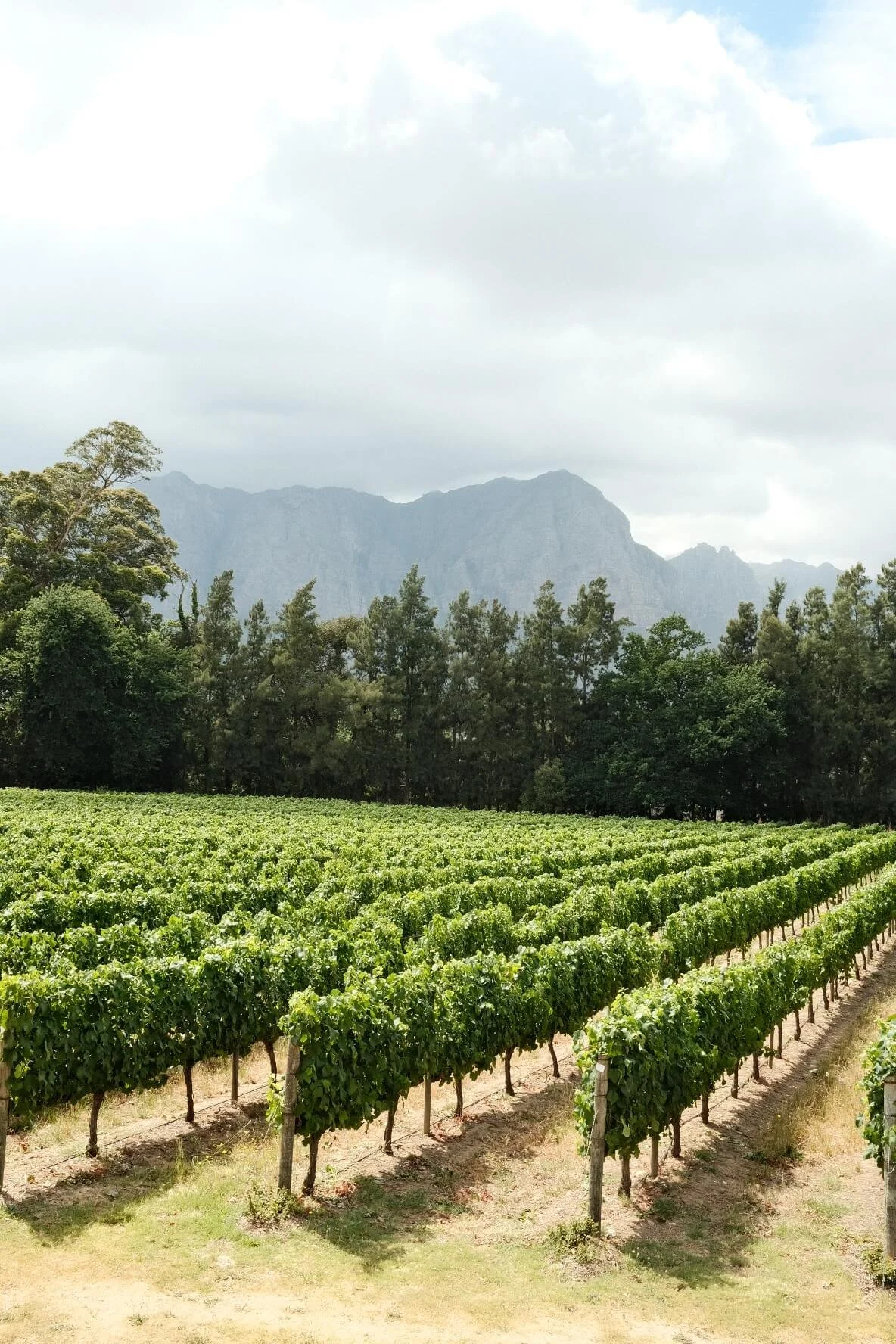 Thelema Mountain Vineyards