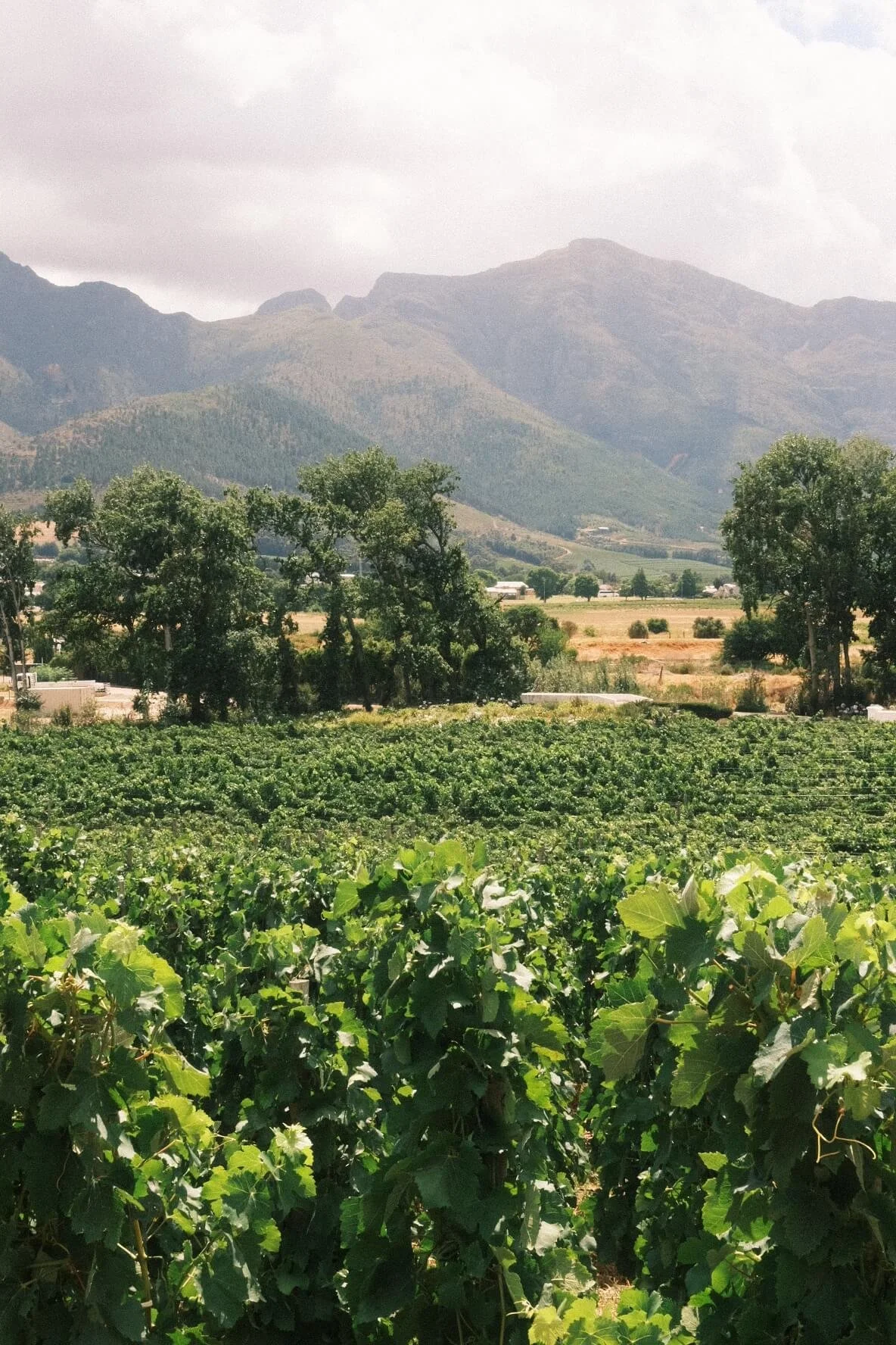 Rickety Bridge Vineyards