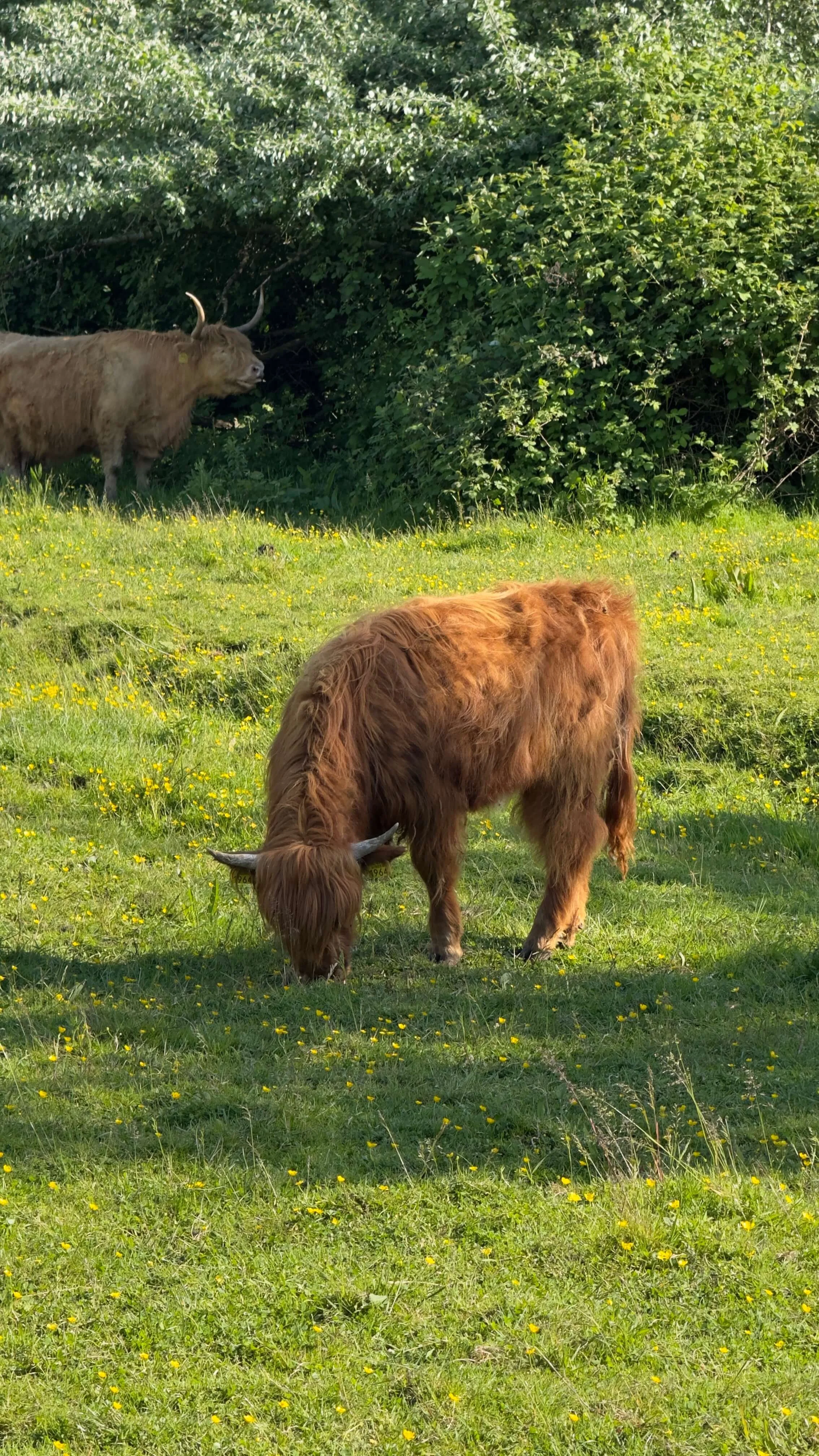 Fluffy Cows Amsterdam