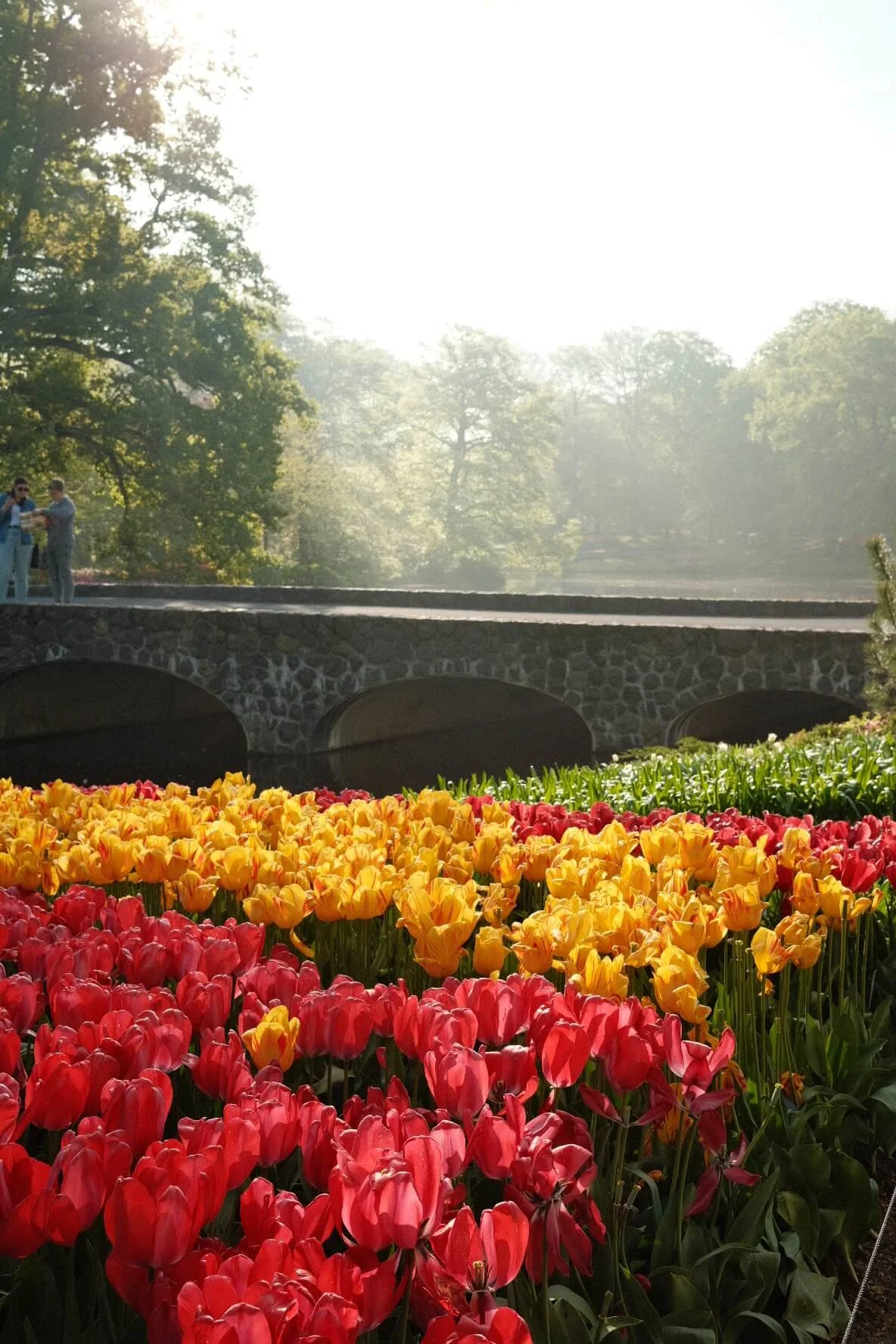 Tulips Netherlands