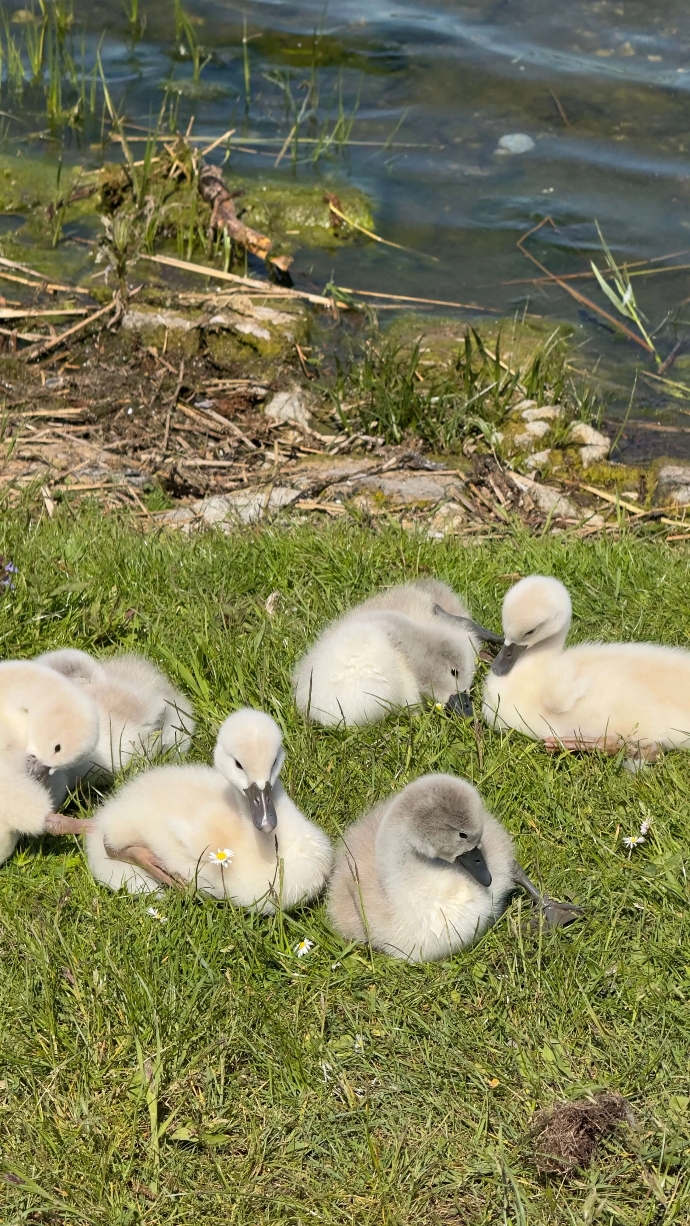 Baby Swans Twiske
