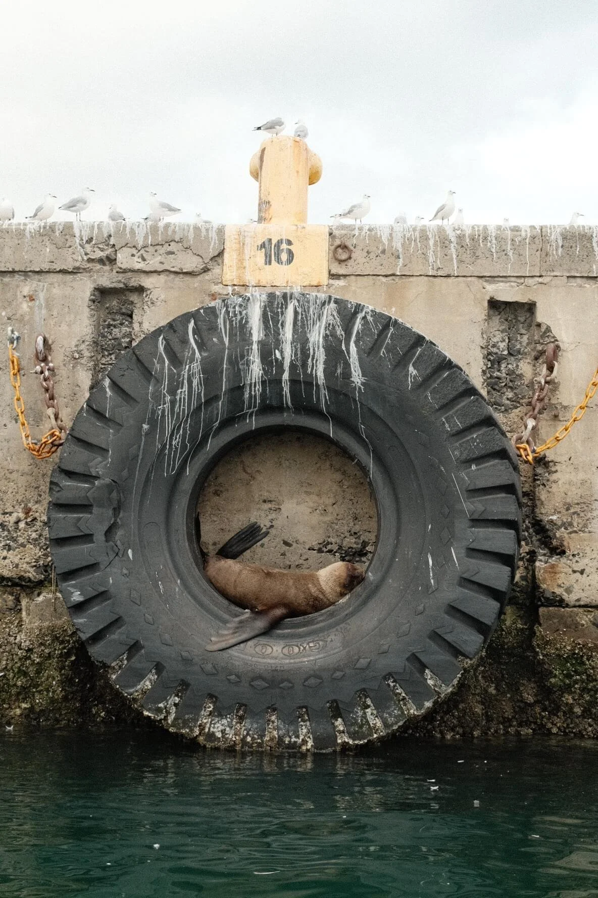 South African Seal