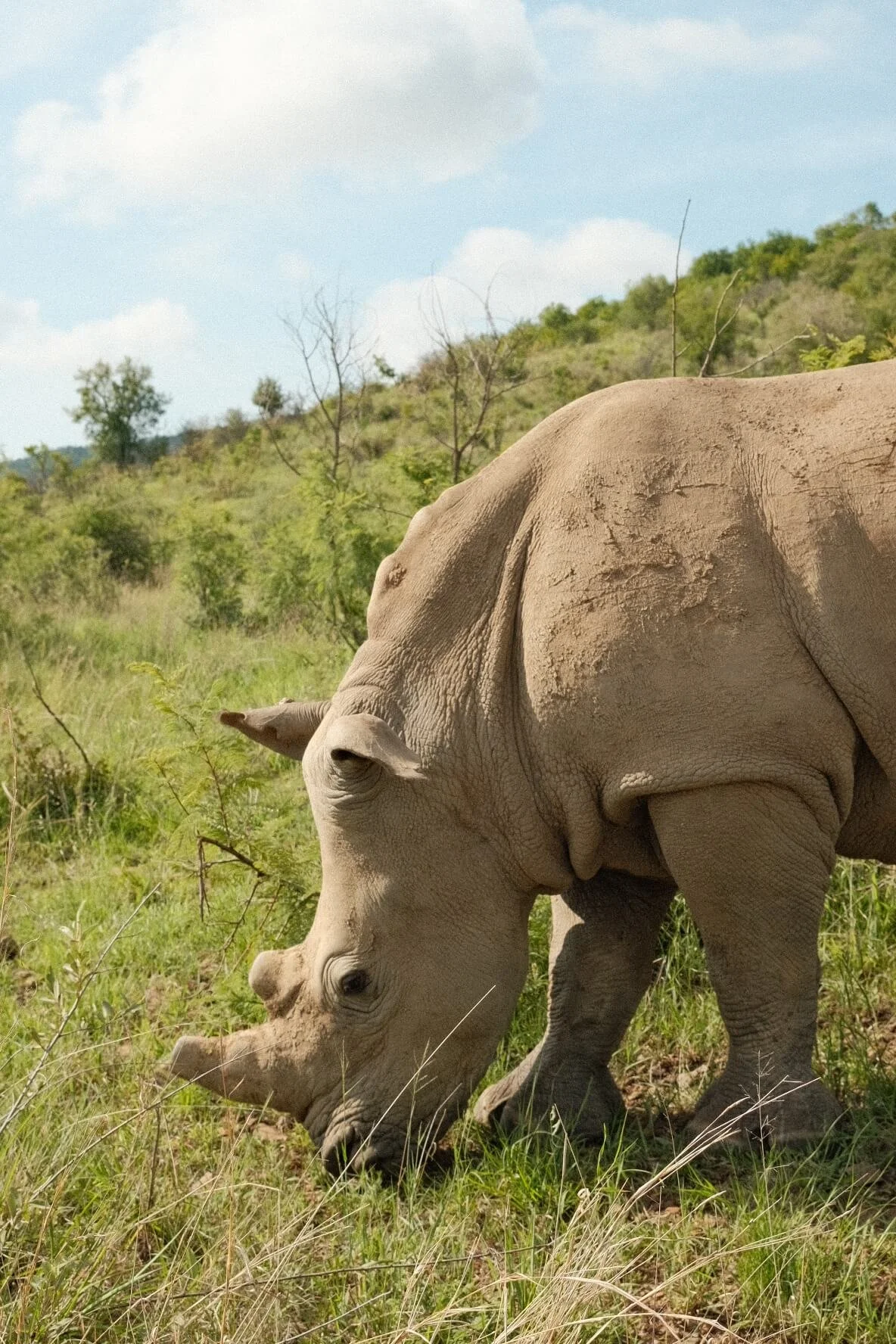 South African Rhino