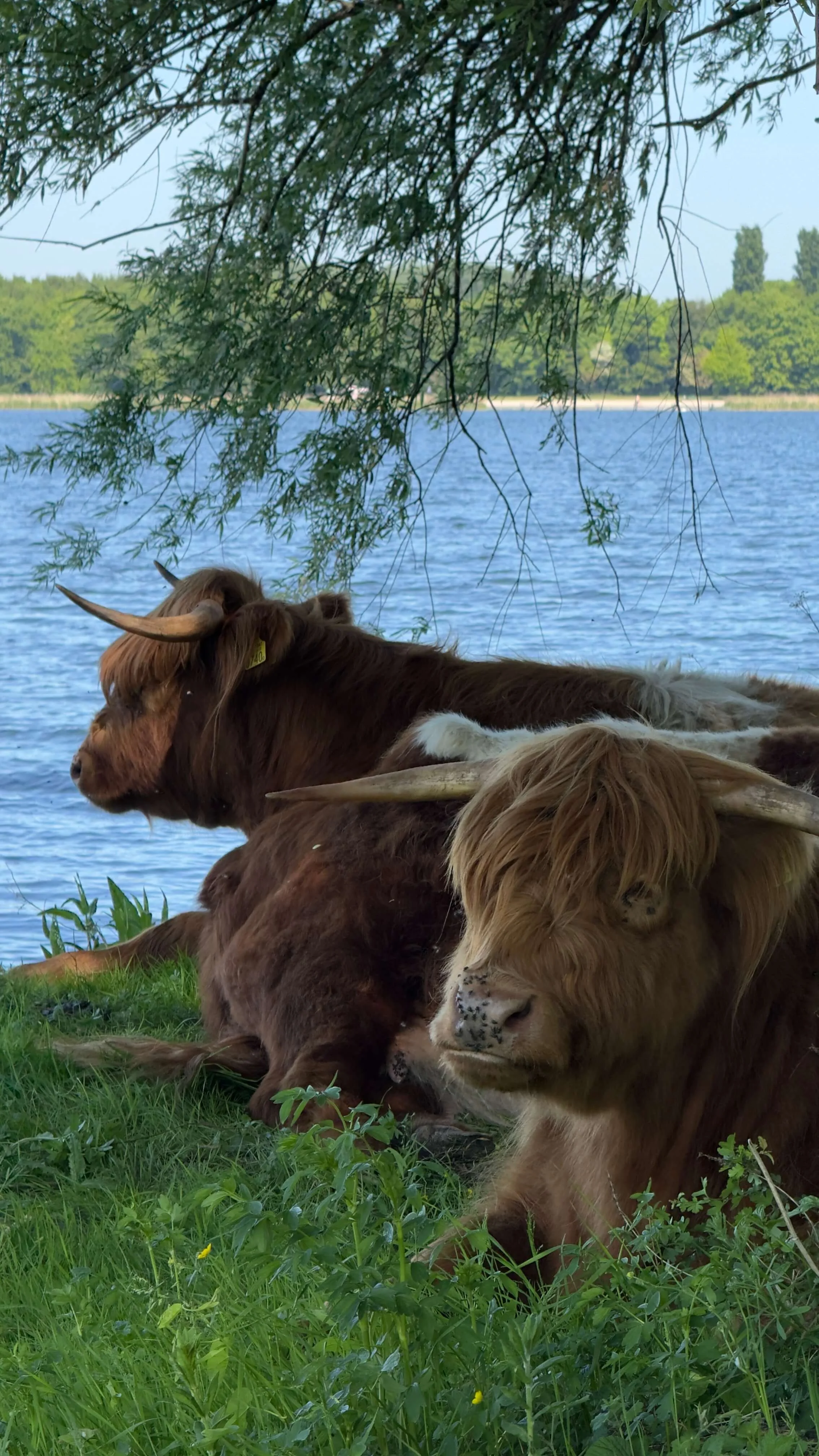 Highland Cows Twiske