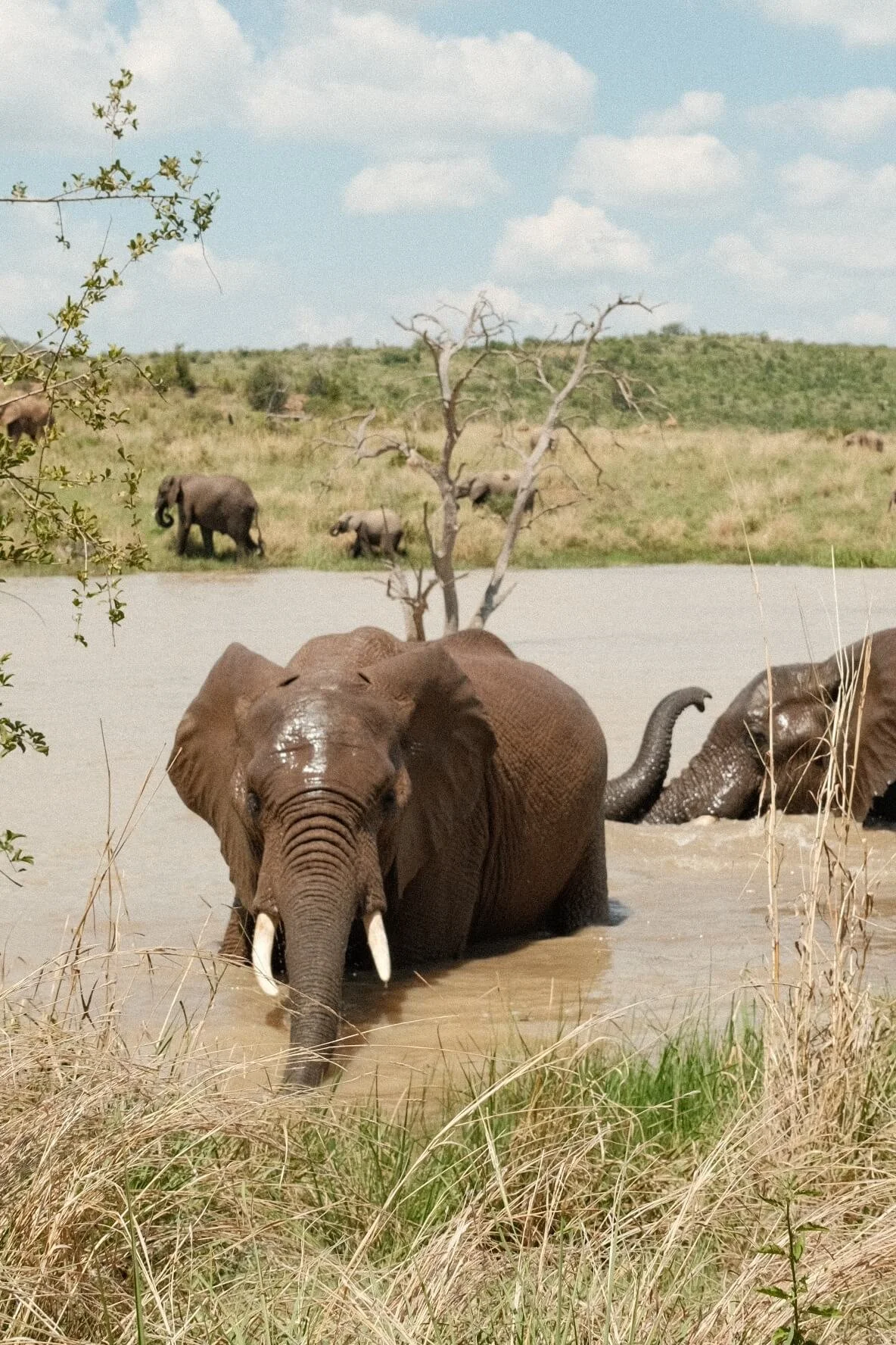 South African Elephants