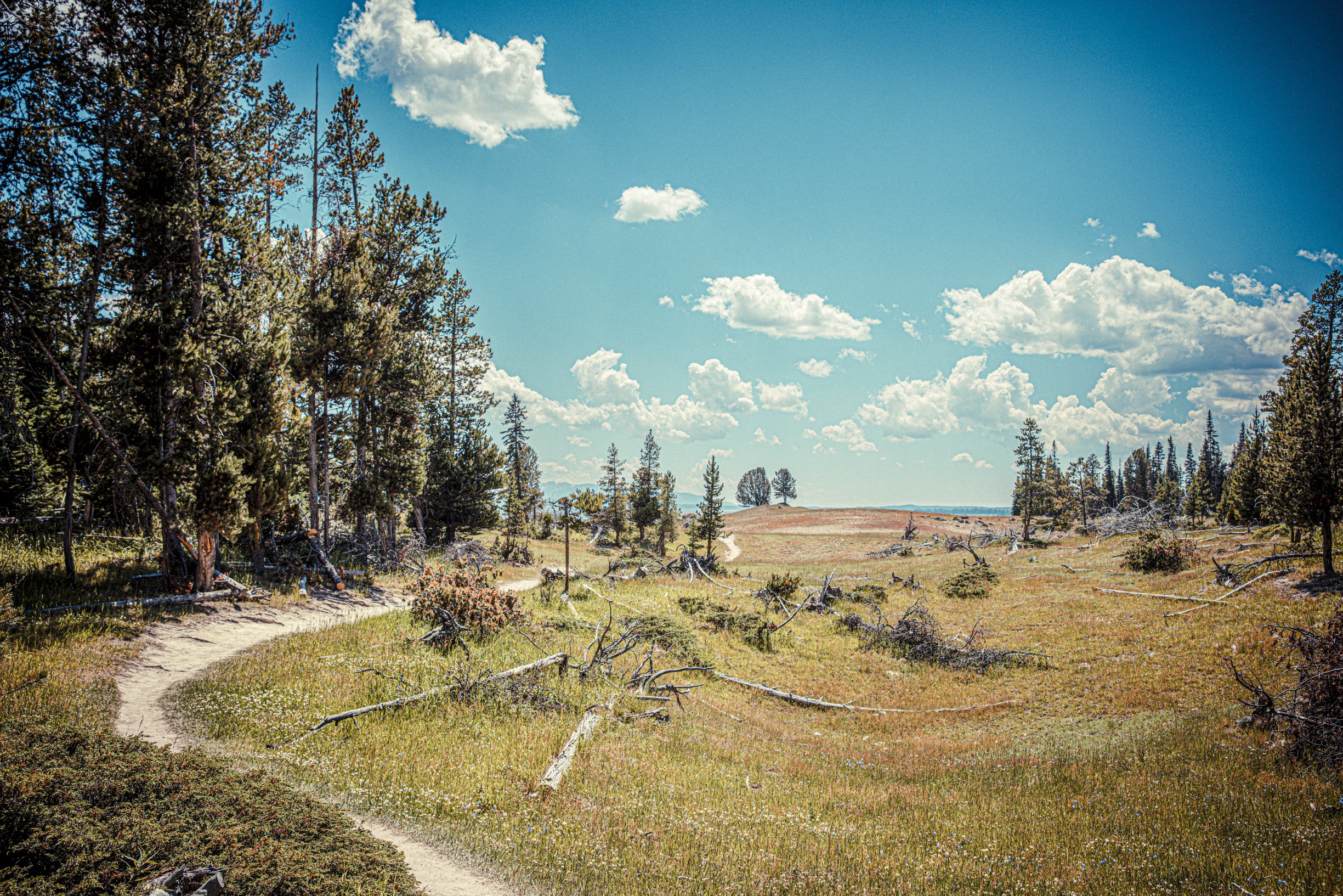 Chemin sinueux dans un paysage de prairie avec des arbres et un ciel bleu parsemé de nuages blancs.