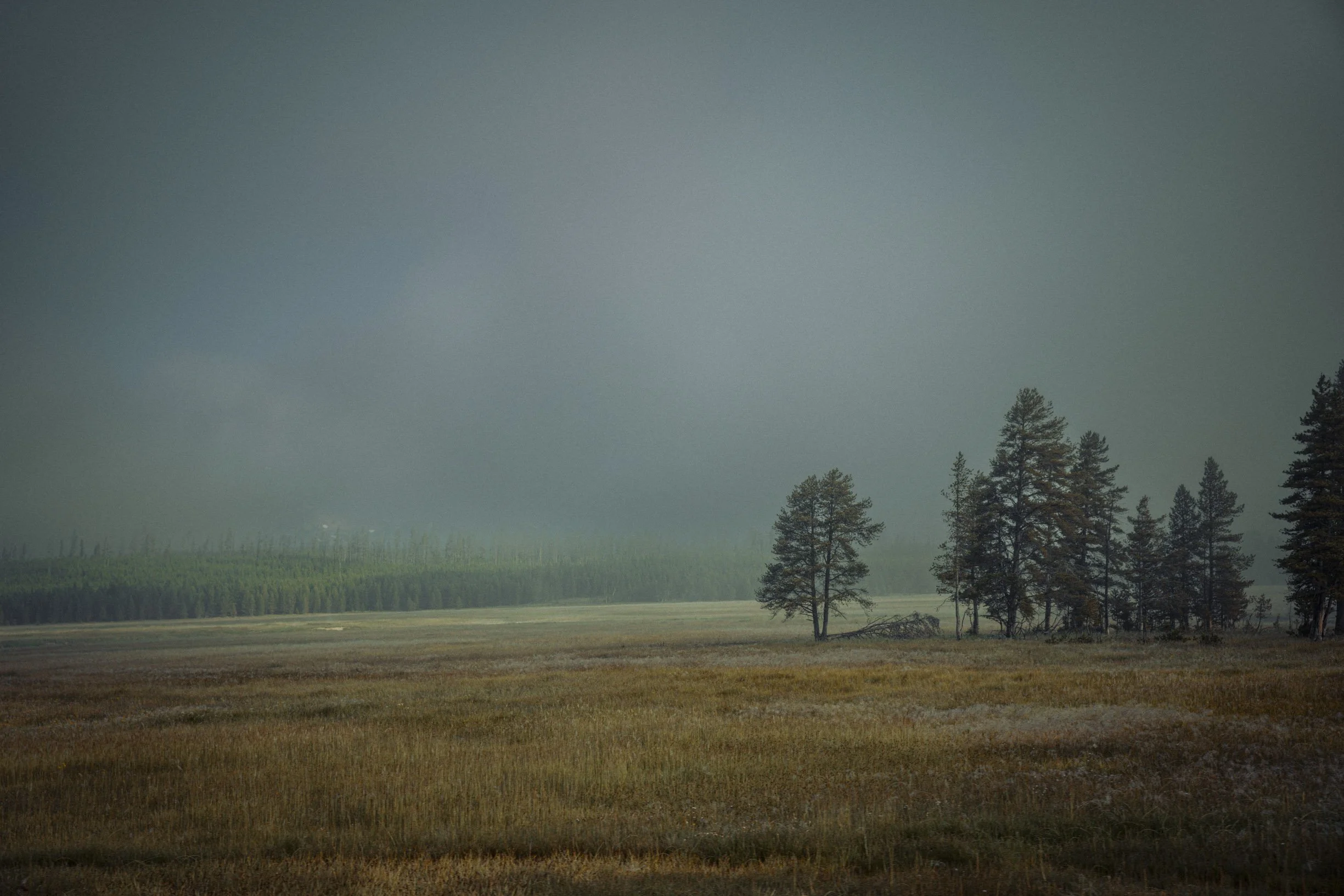 Misty-9.jpg