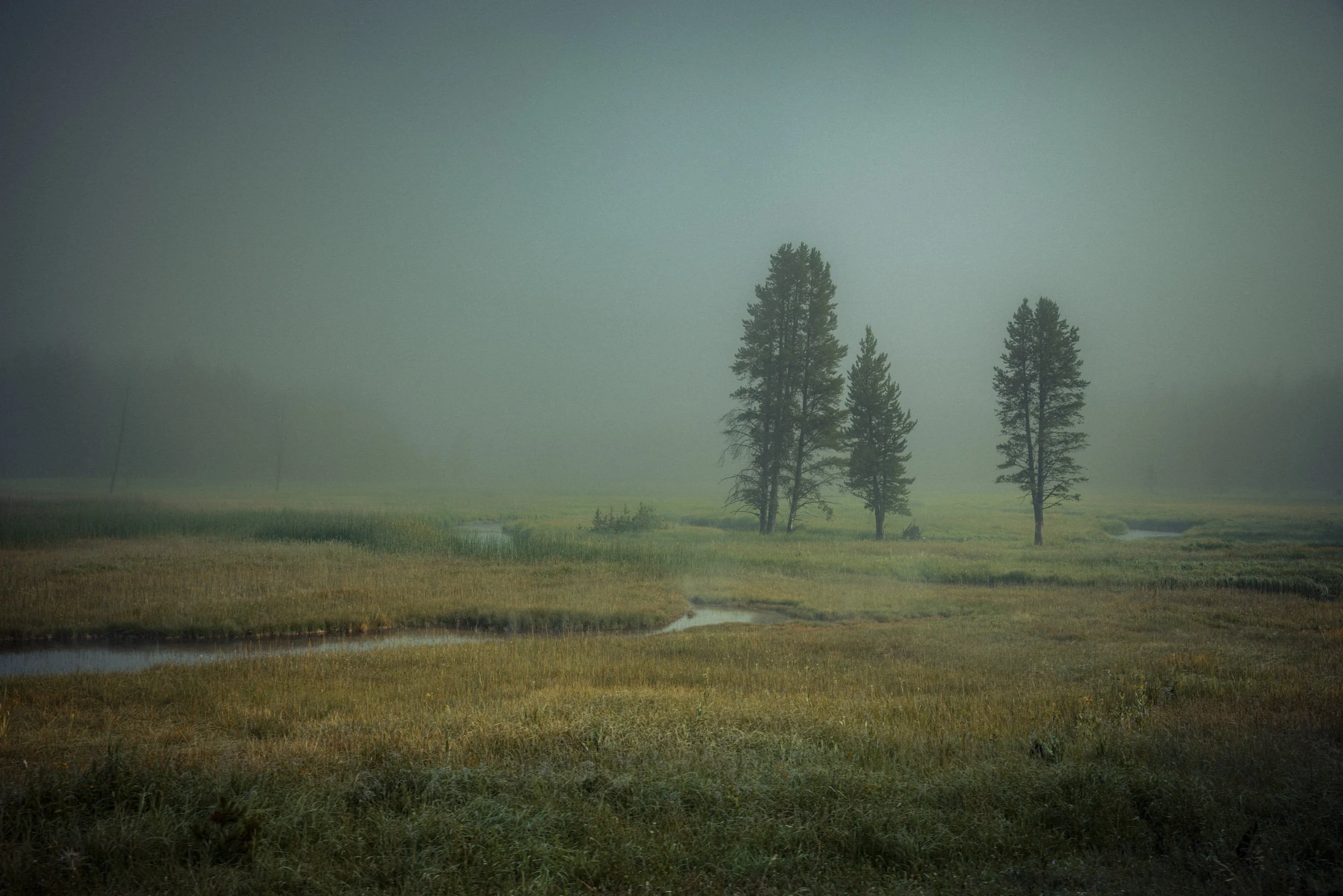 Misty-6.jpg