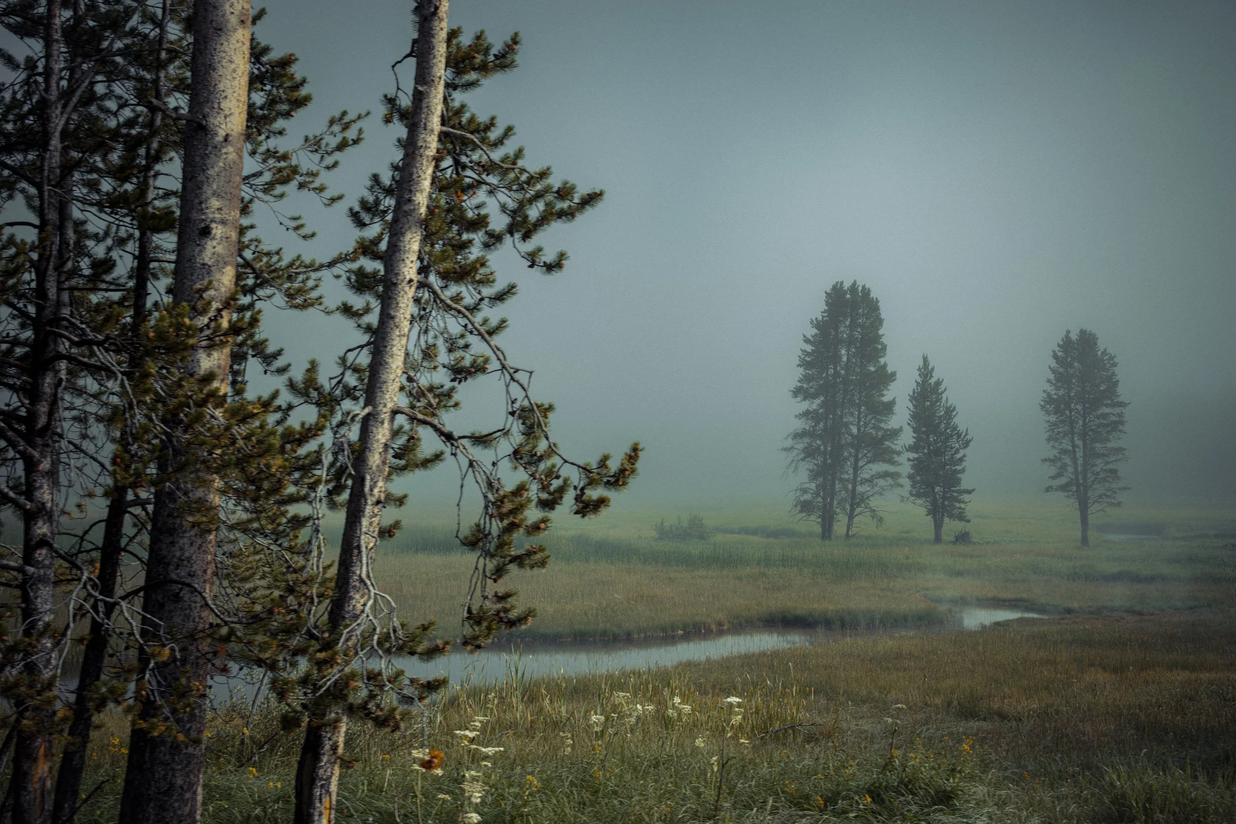 Misty-7.jpg