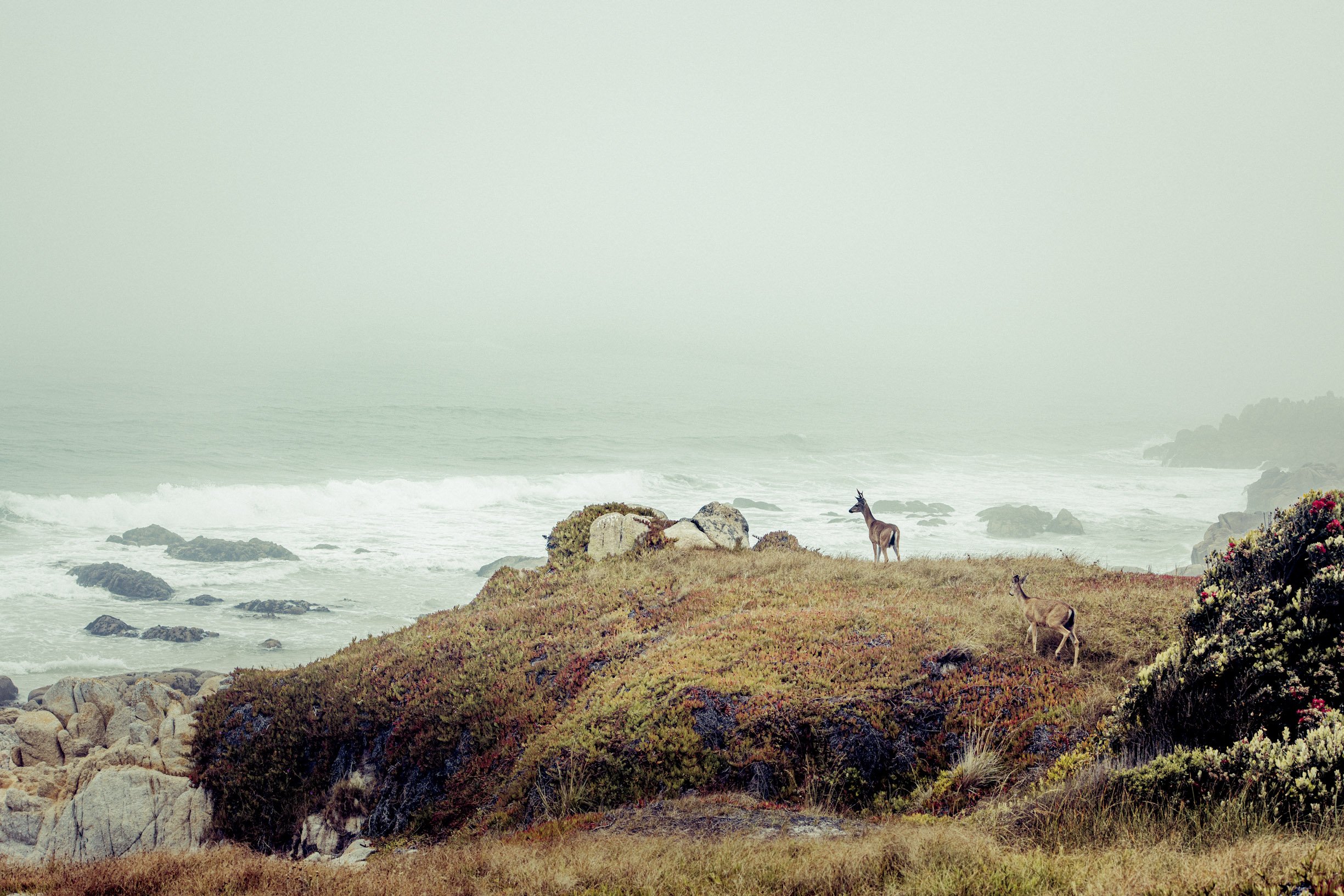 Misty morning