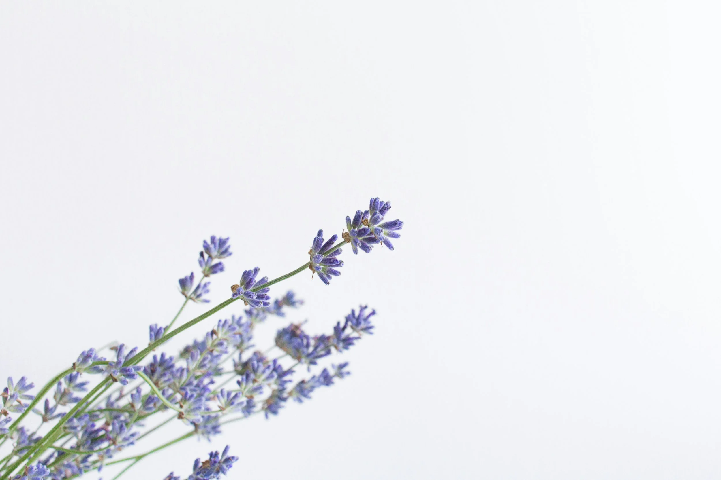A close-up of lavender flower stems with purple blossoms against a white background.