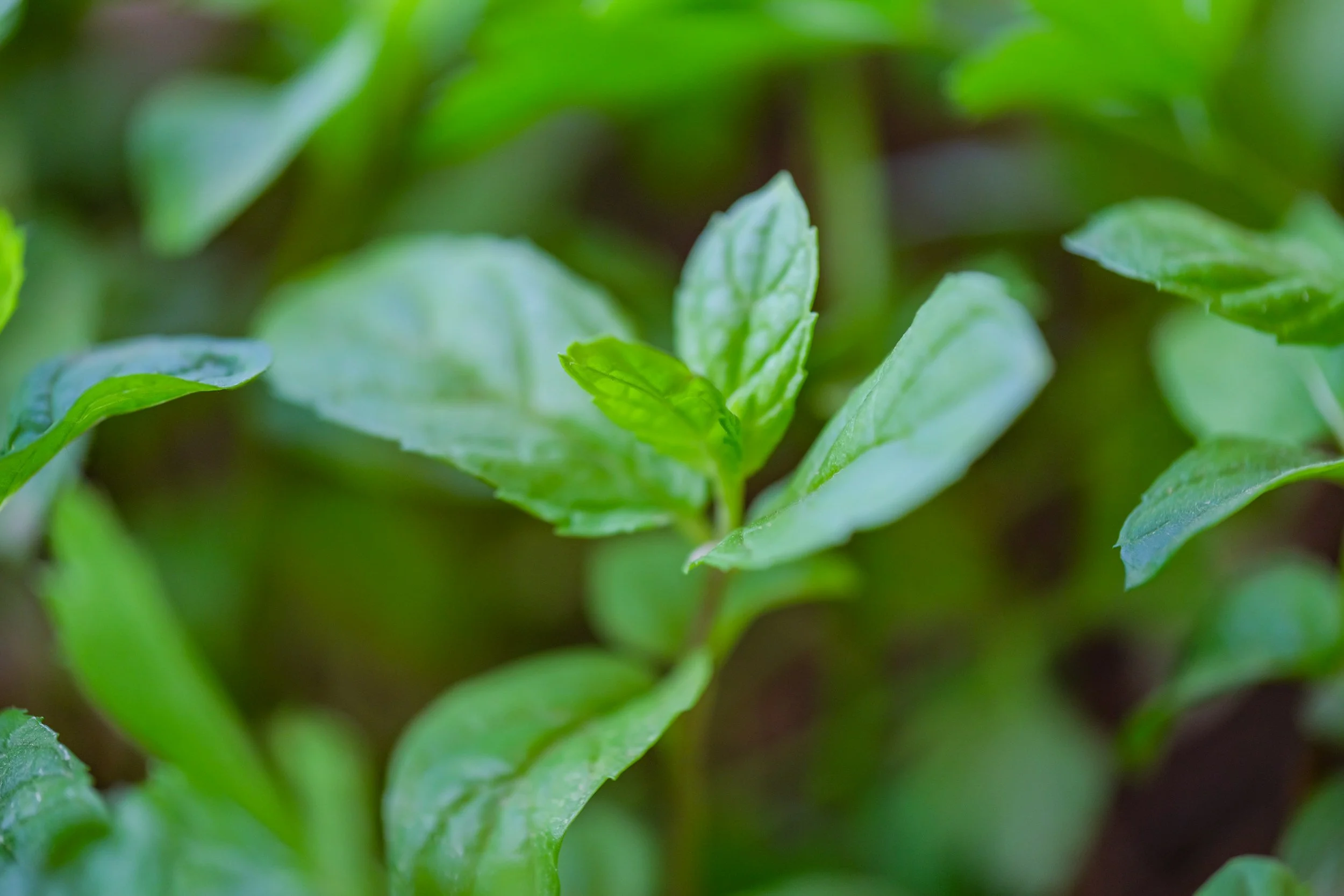 Close-up of fresh green mint leaves with a blurred green background.
