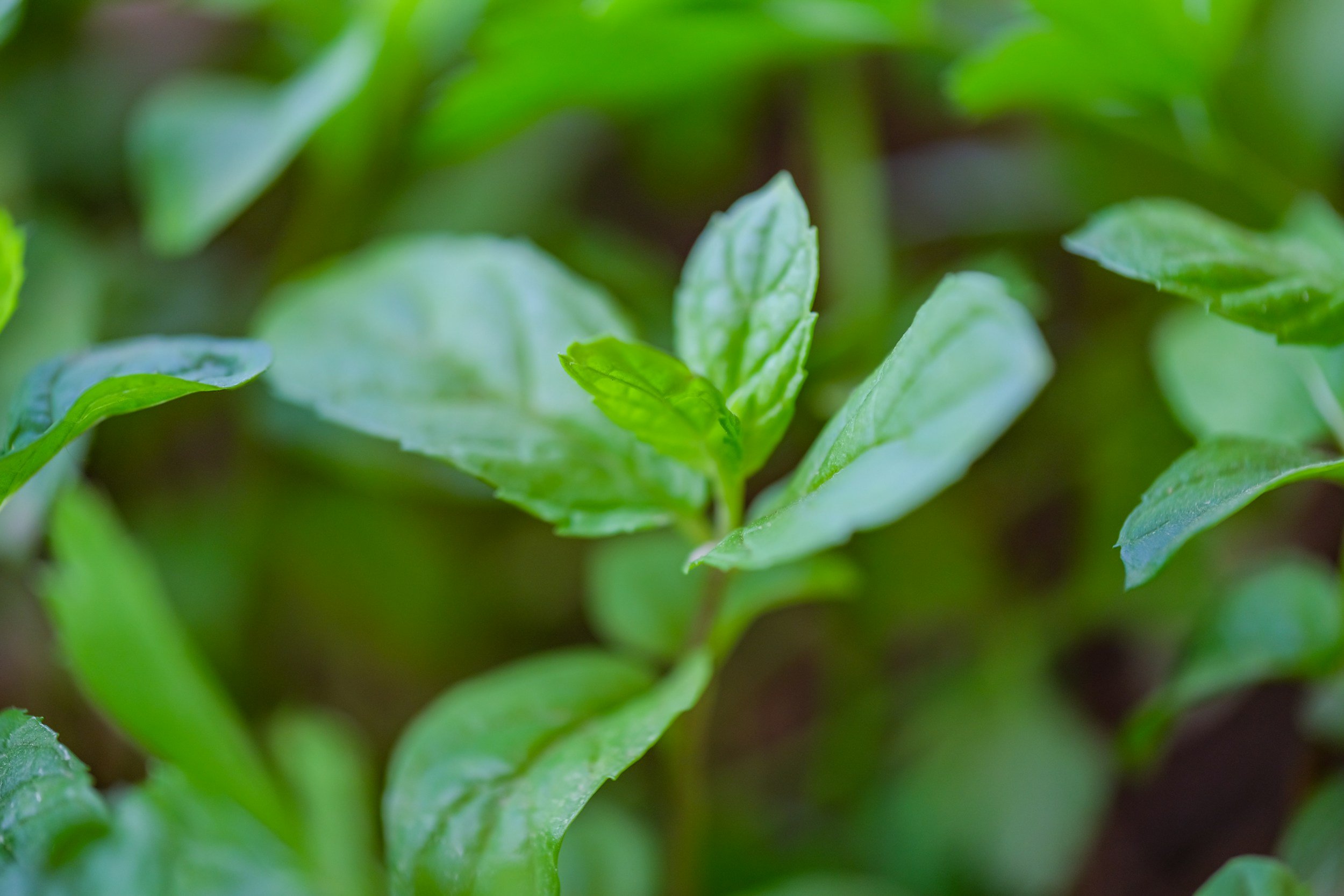 Close-up of peppermint plant leaves with a focus on a single leaf in the center.