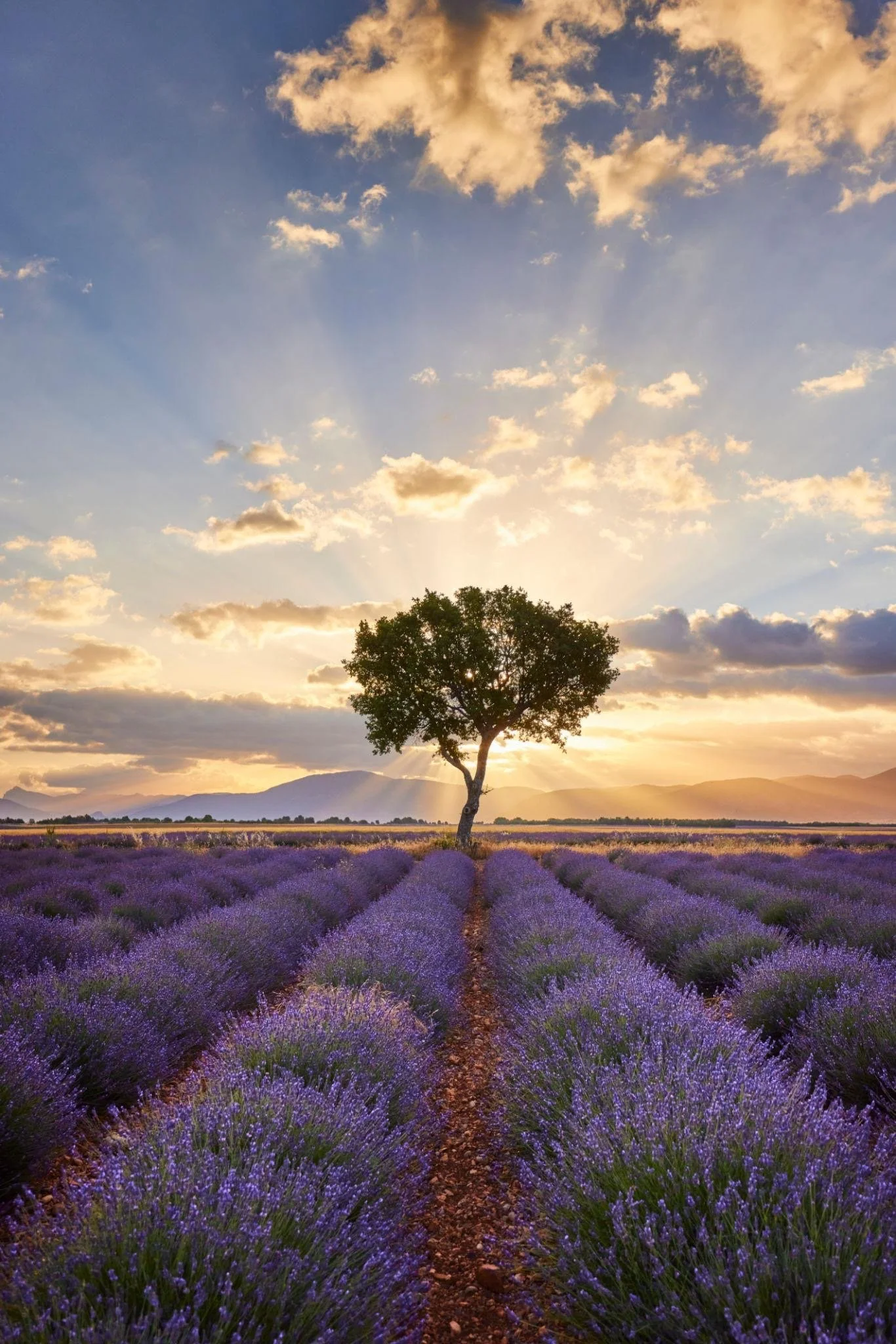 Un champ de lavande violet sous un ciel au coucher du soleil avec quelques nuages et un seul arbre au centre.